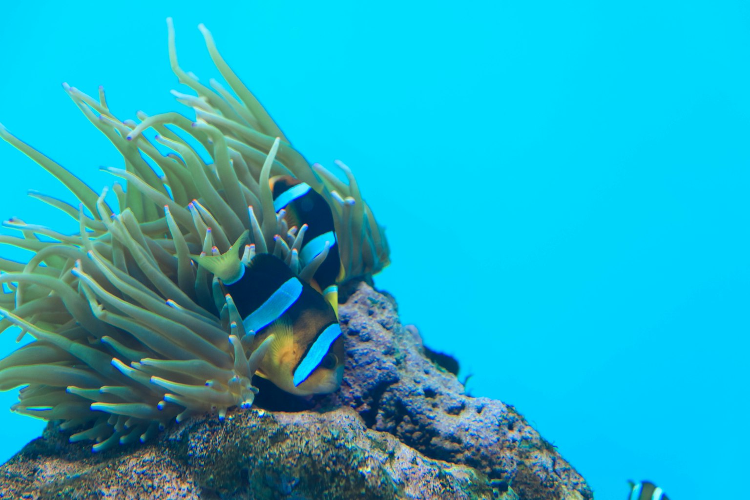 清澈藍色水中活潑海葵中的小丑魚