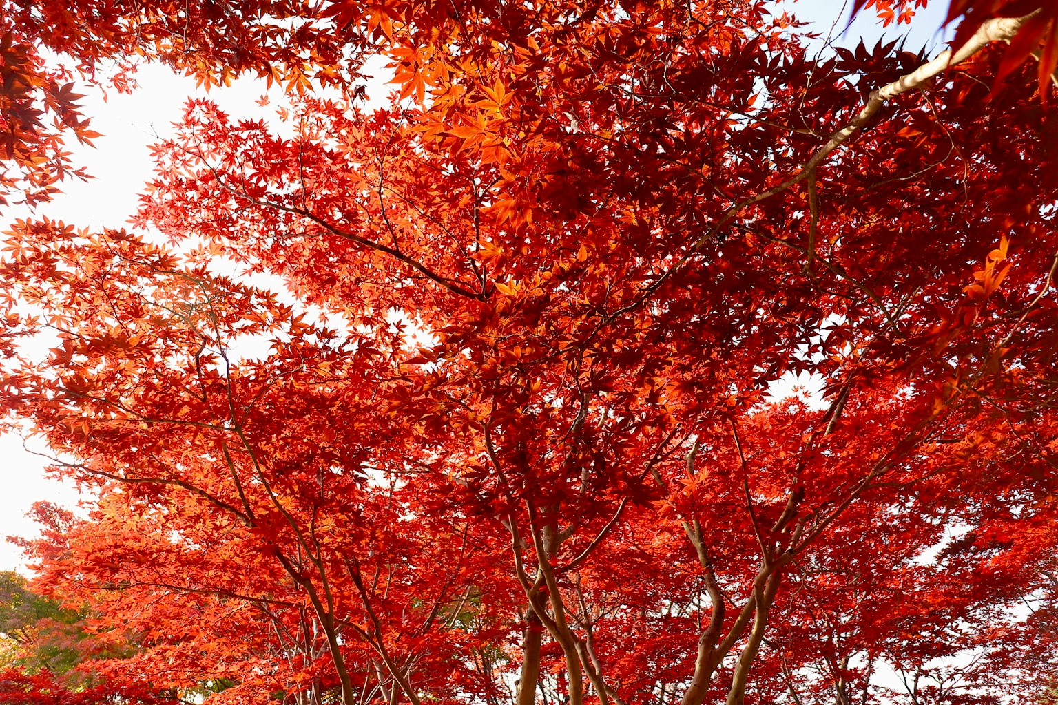 Foglie rosse vivaci degli alberi di acero
