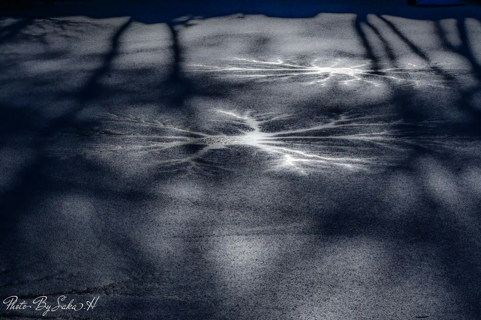 Sombras de árboles proyectadas sobre un fondo azul con patrones blancos debajo