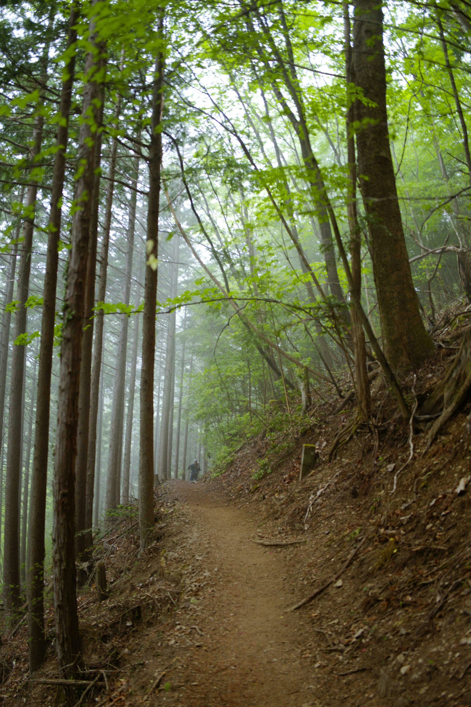 Sentier forestier brumeux avec des feuilles vertes et de grands arbres