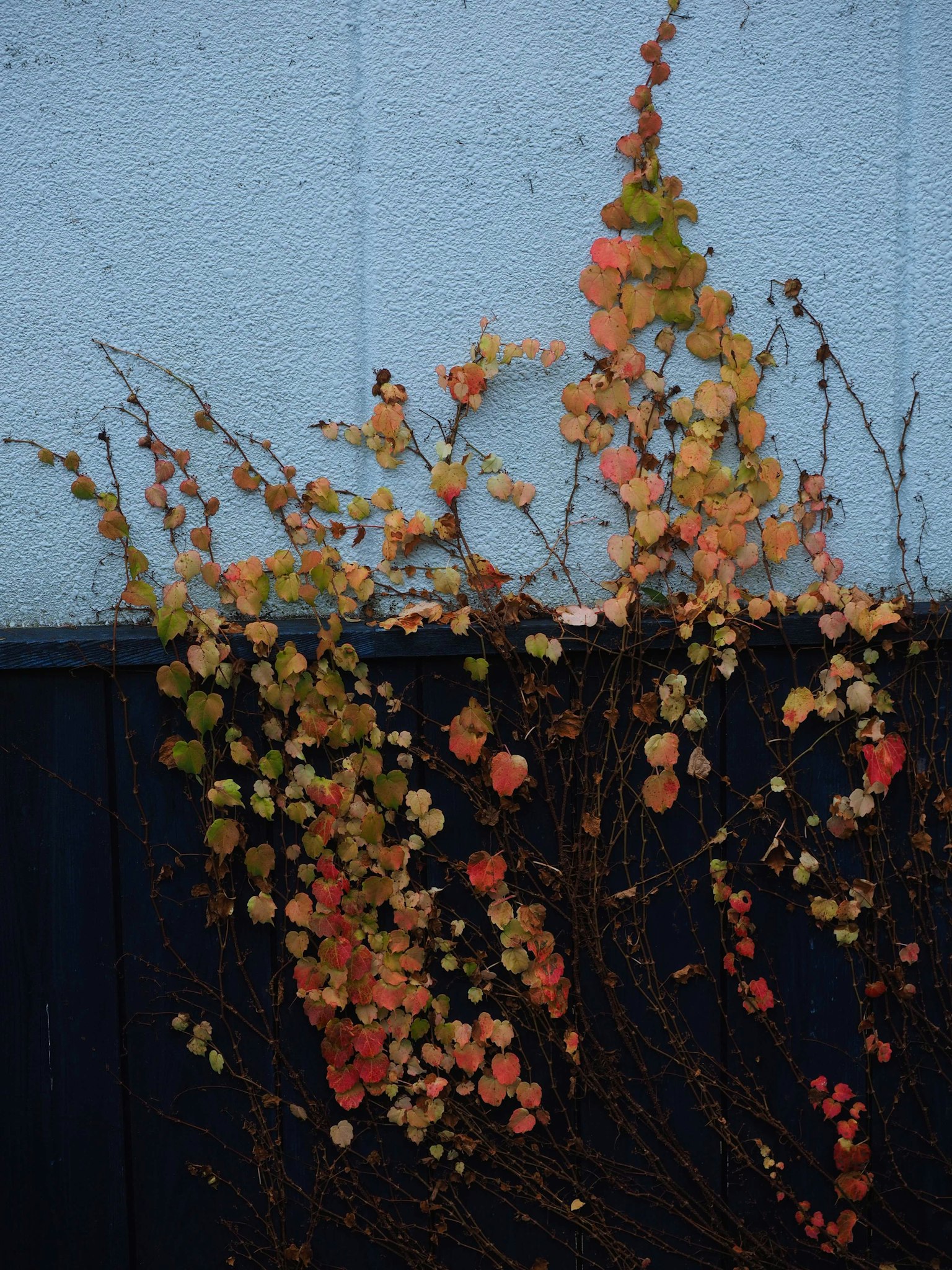 Colorful leaves climbing a blue wall