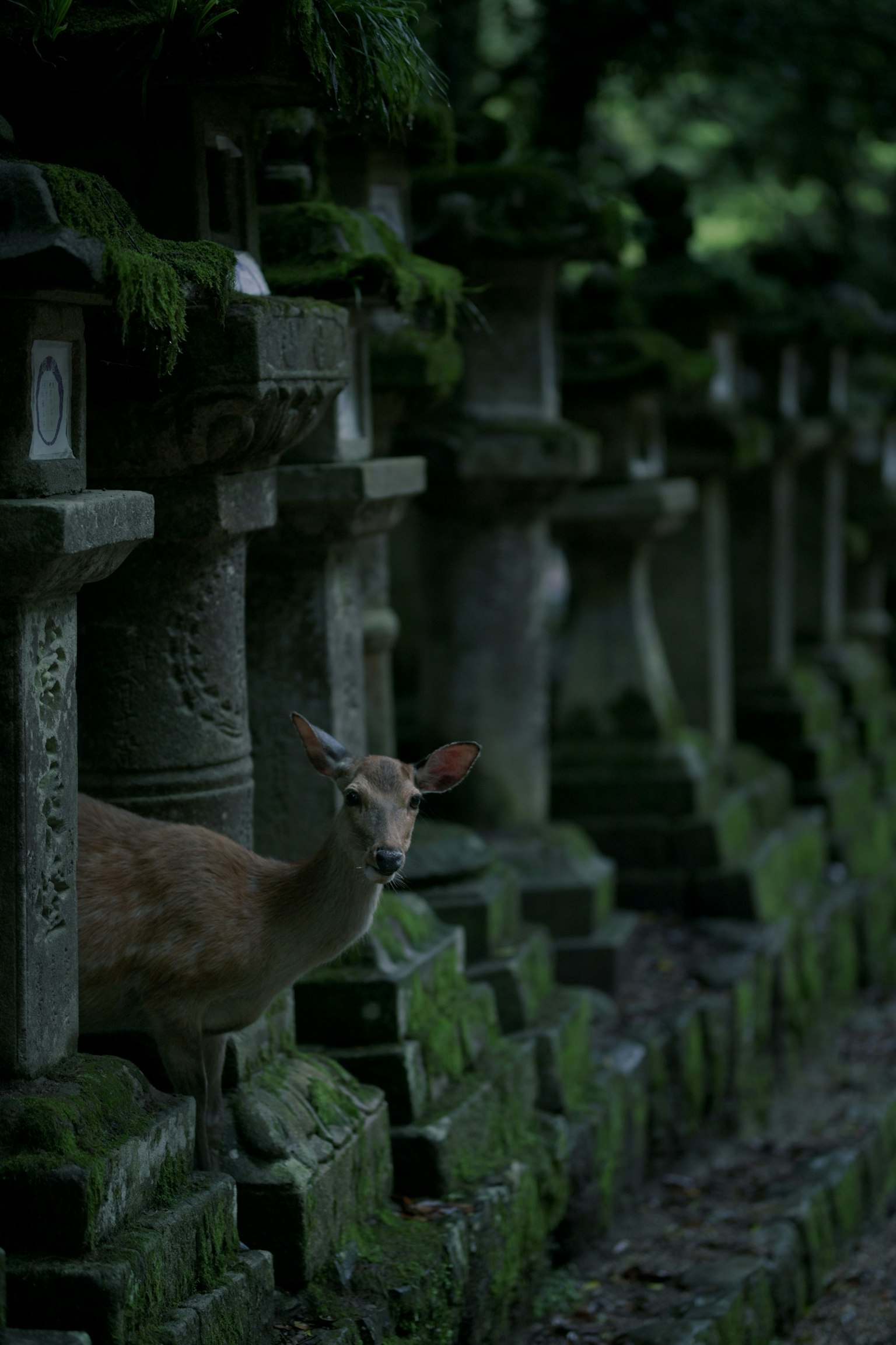 一只鹿从覆盖着绿色苔藓的石灯笼之间探出头来，沿着一条古老的小路