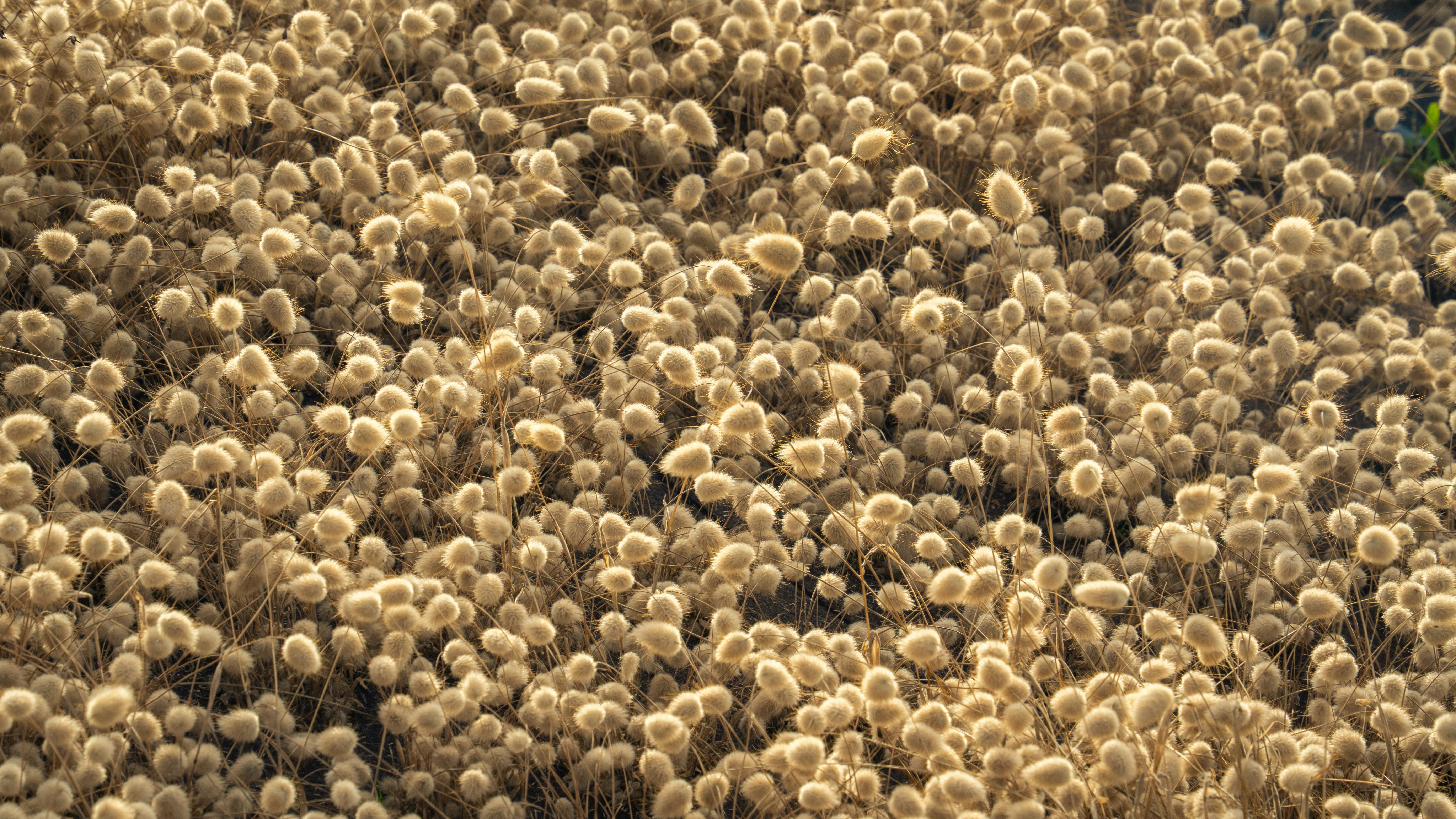 Un campo denso di piante dorate che crea un paesaggio texturizzato