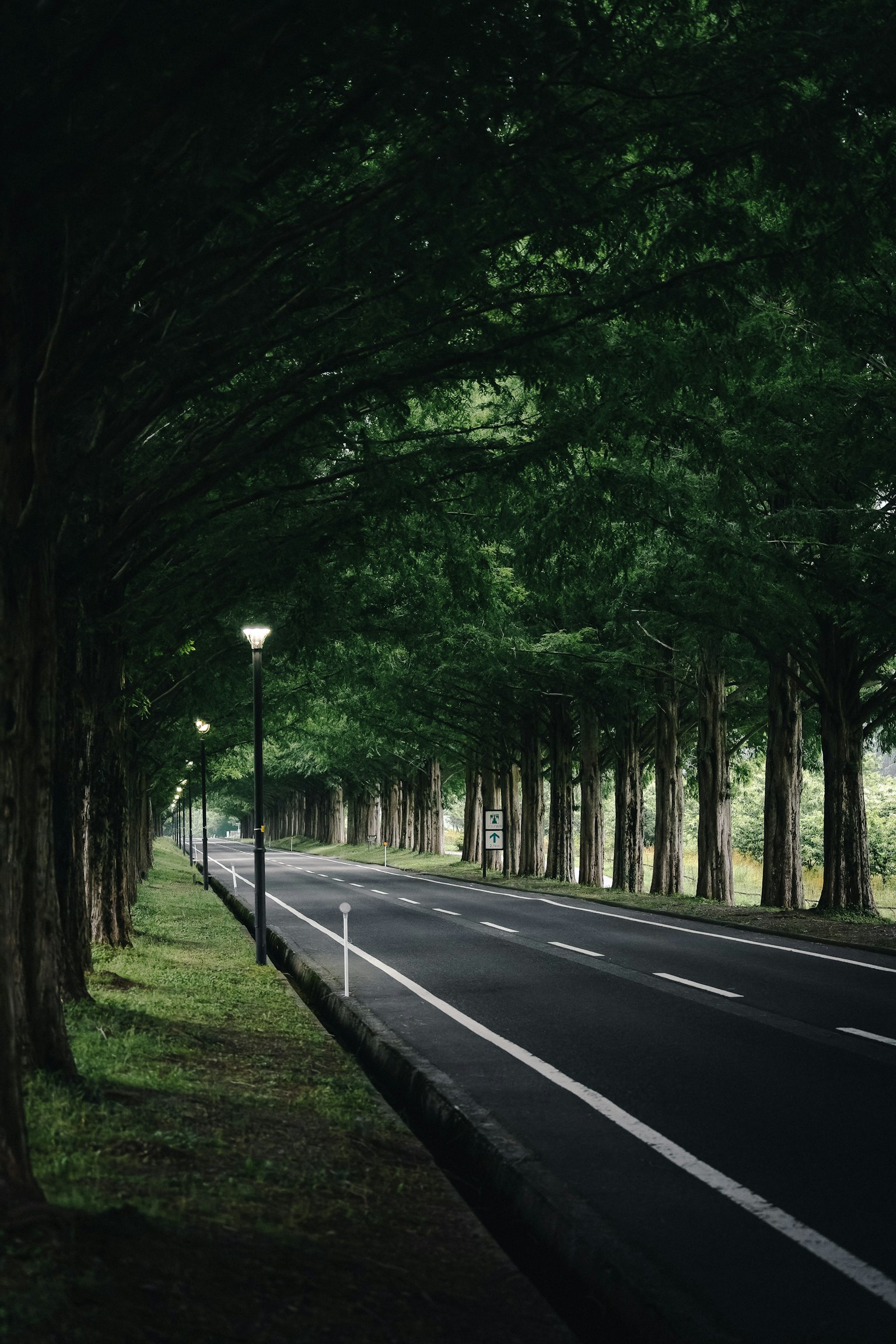 Una strada tranquilla fiancheggiata da alberi verdi e lampioni