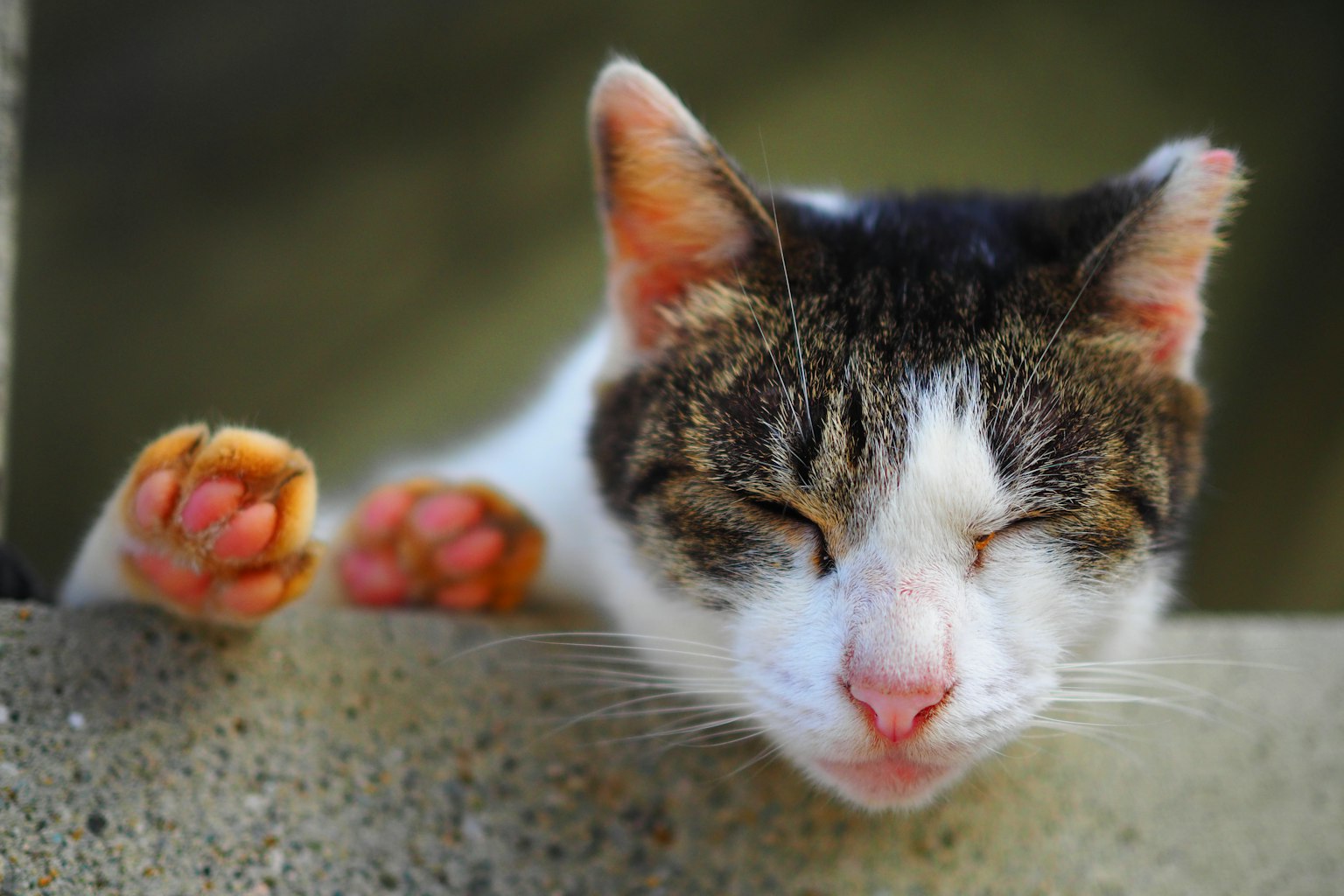 Un gatto con gli occhi chiusi che riposa con le zampe su una superficie di cemento