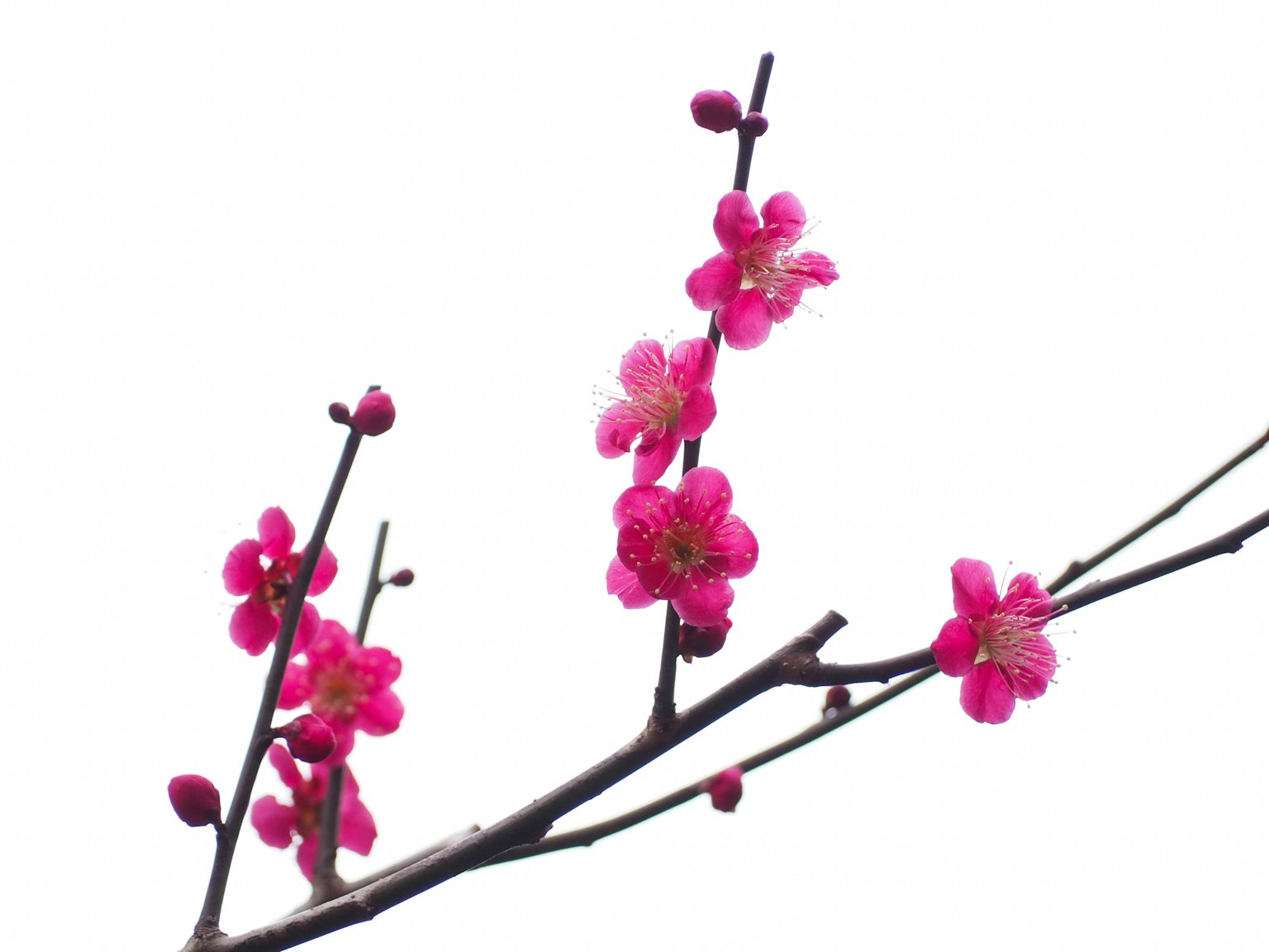 กิ่งก้านที่มีดอกไม้สีชมพูสดใส