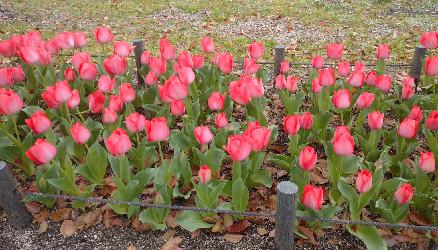 Un jardín de tulipanes rosas en flor con hojas verdes