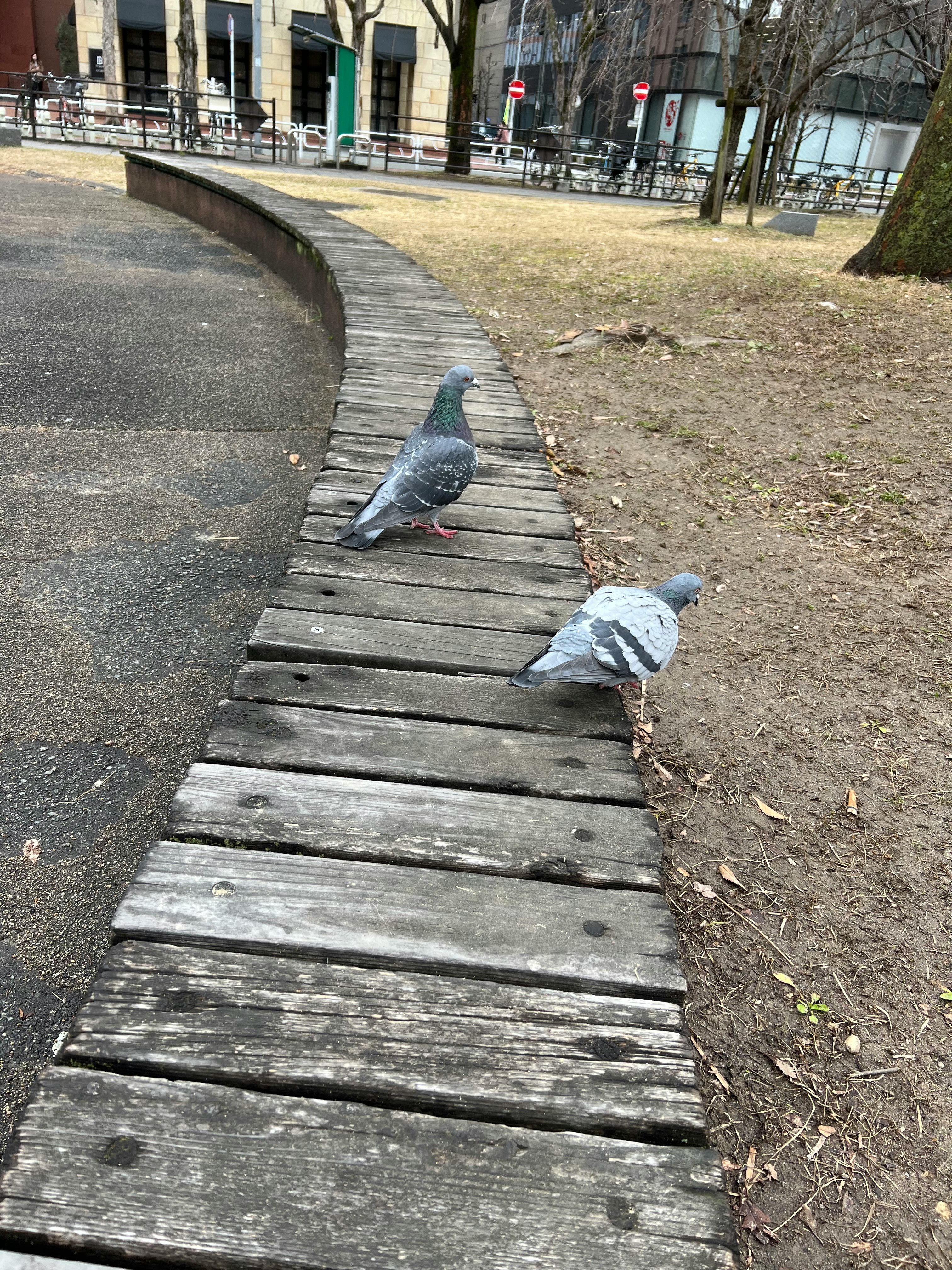 ベンチの並ぶ公園の小道にいる鳩
