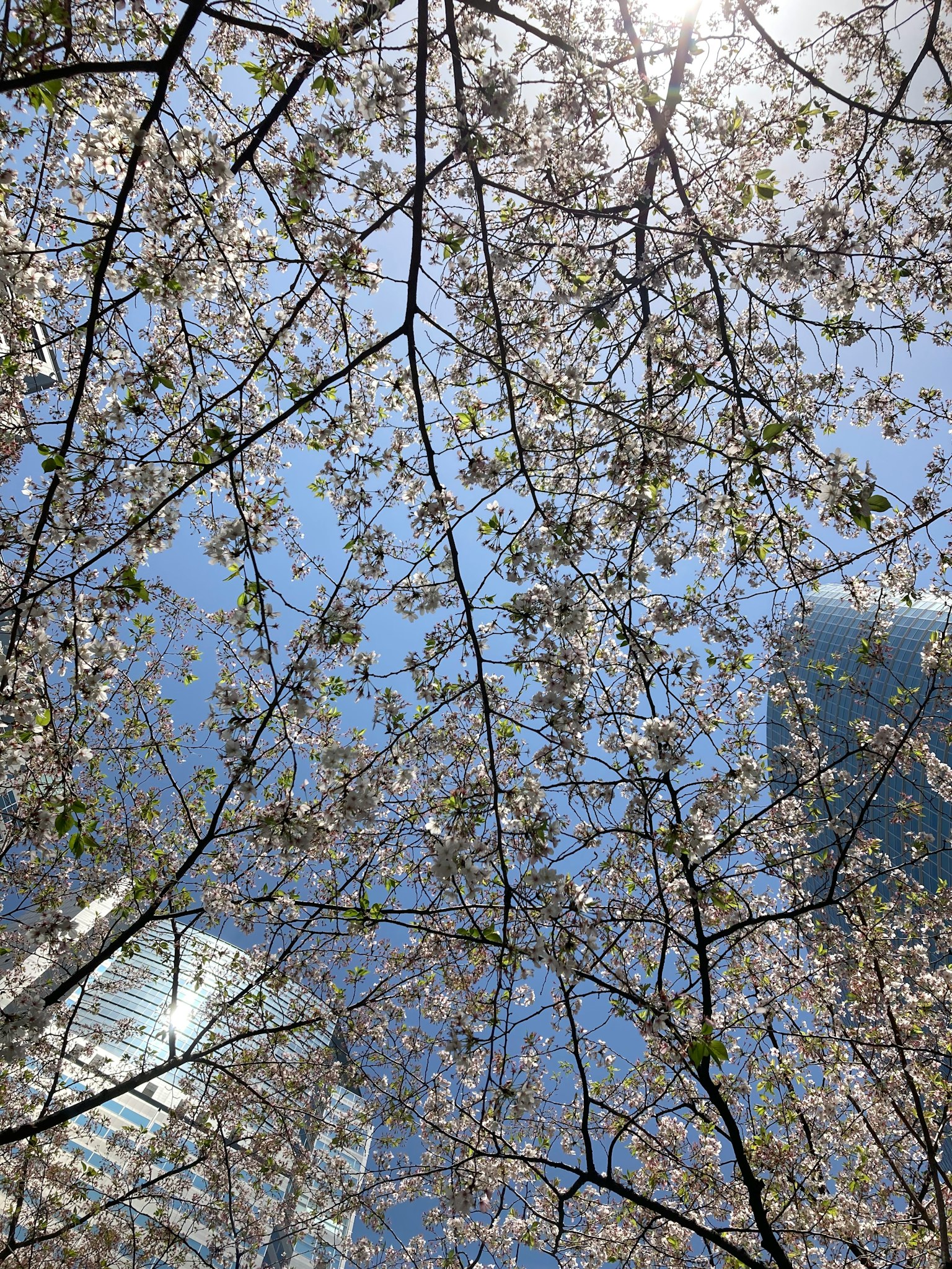 Fleurs de cerisier sous un ciel bleu avec des bâtiments en arrière-plan