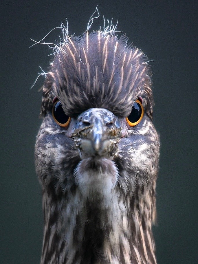 青い背景のフクロウのアップ画像