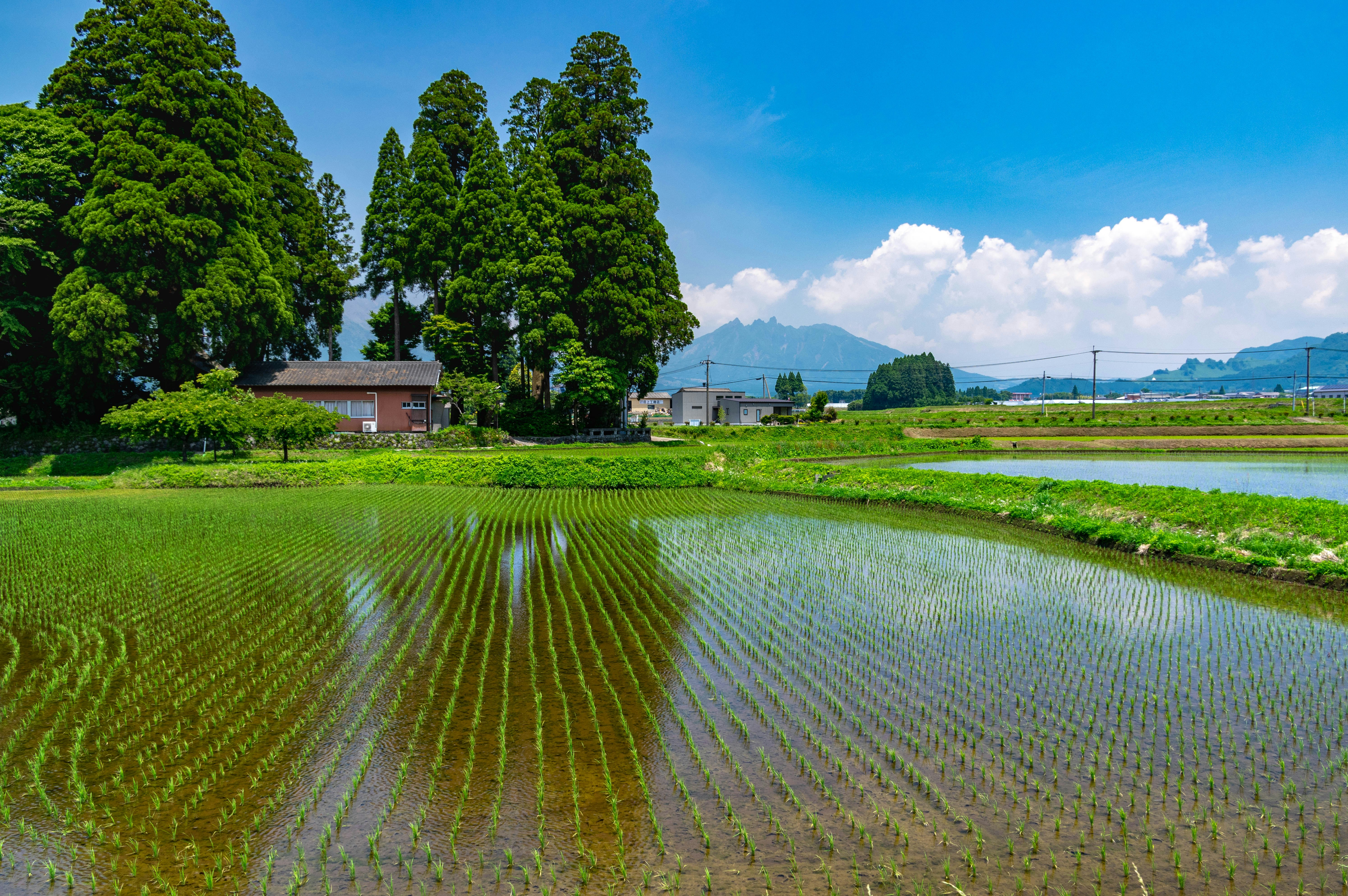 rice paddy rows by a calm water edge with green trees in a rural landscape
