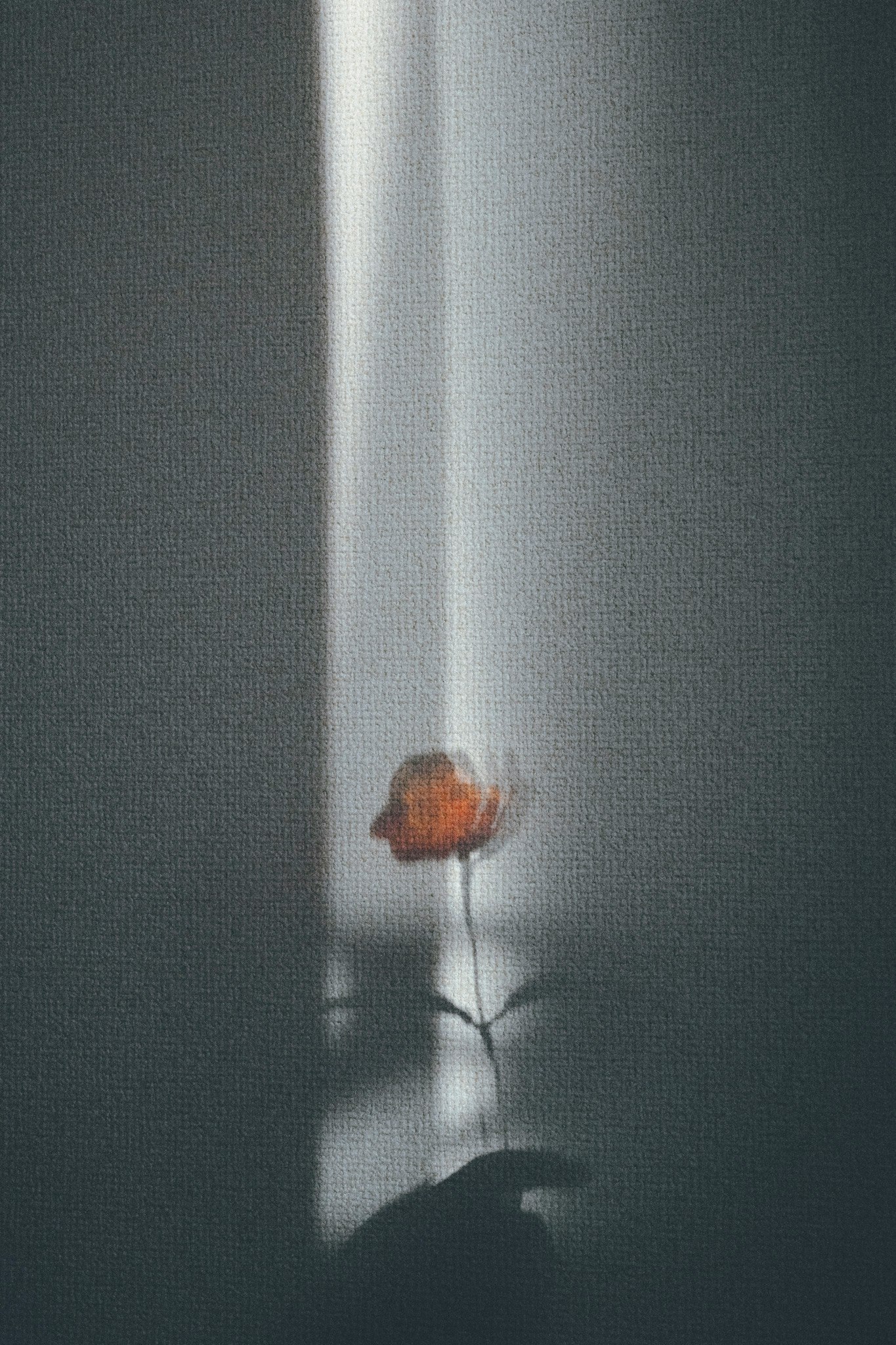 pequeña flor con su sombra sobre un fondo oscuro