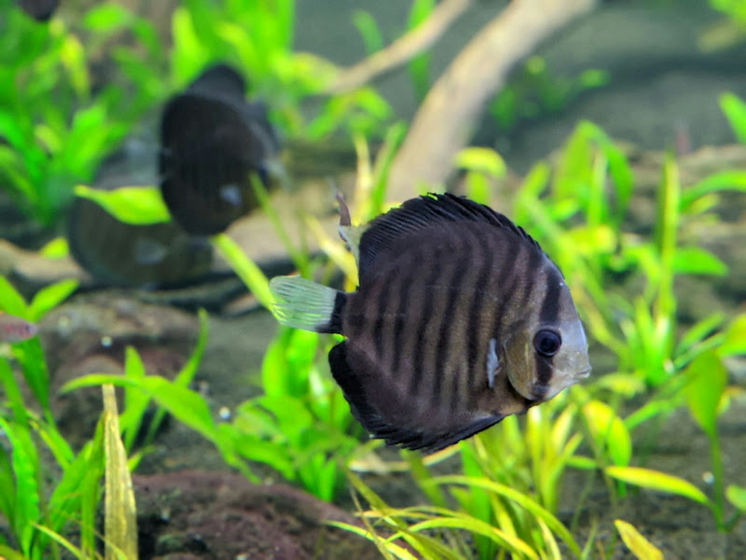 Pez disco nadando entre plantas acuáticas