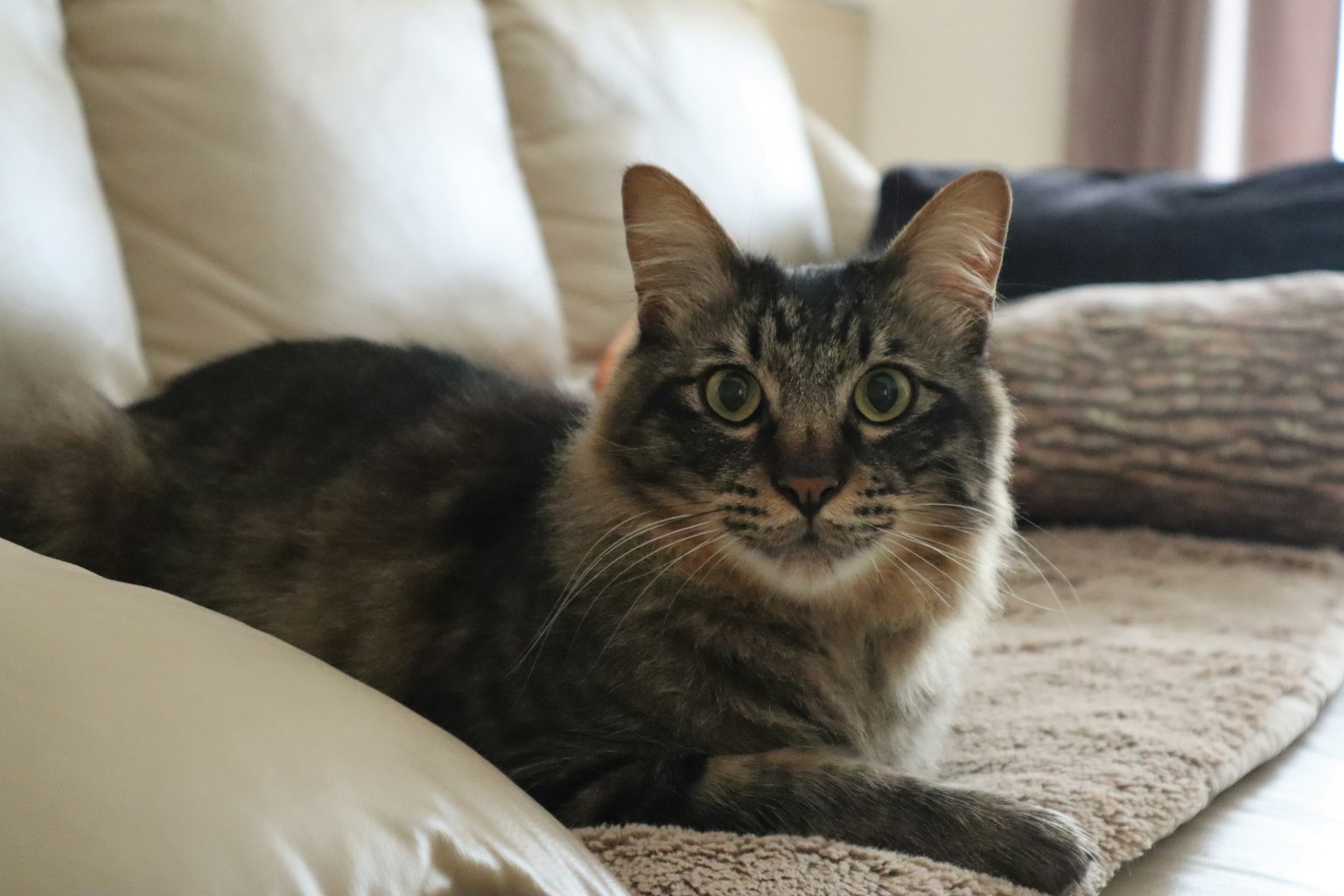 Chat gris allongé sur un canapé regardant l'objectif