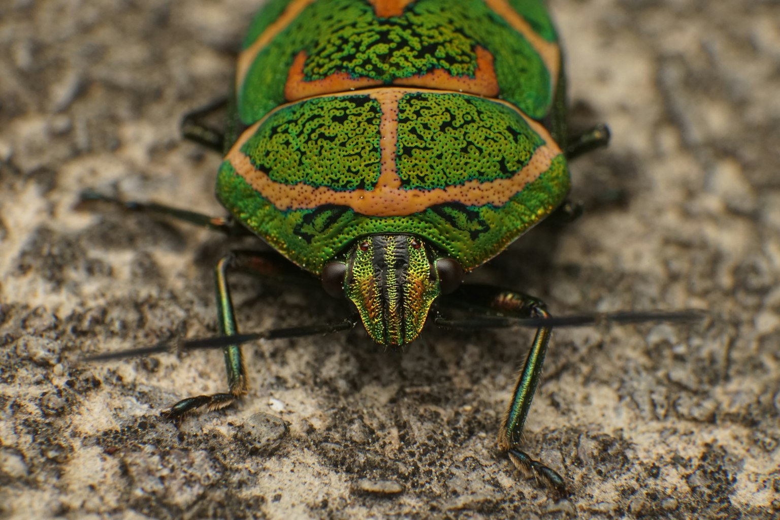 Escarabajo verde descansando sobre una roca