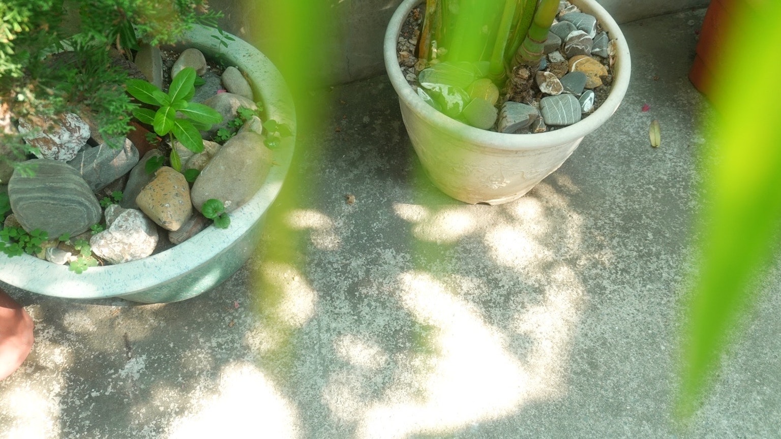 緑の植物が入った鉢と石が敷かれた地面の上に影が落ちている