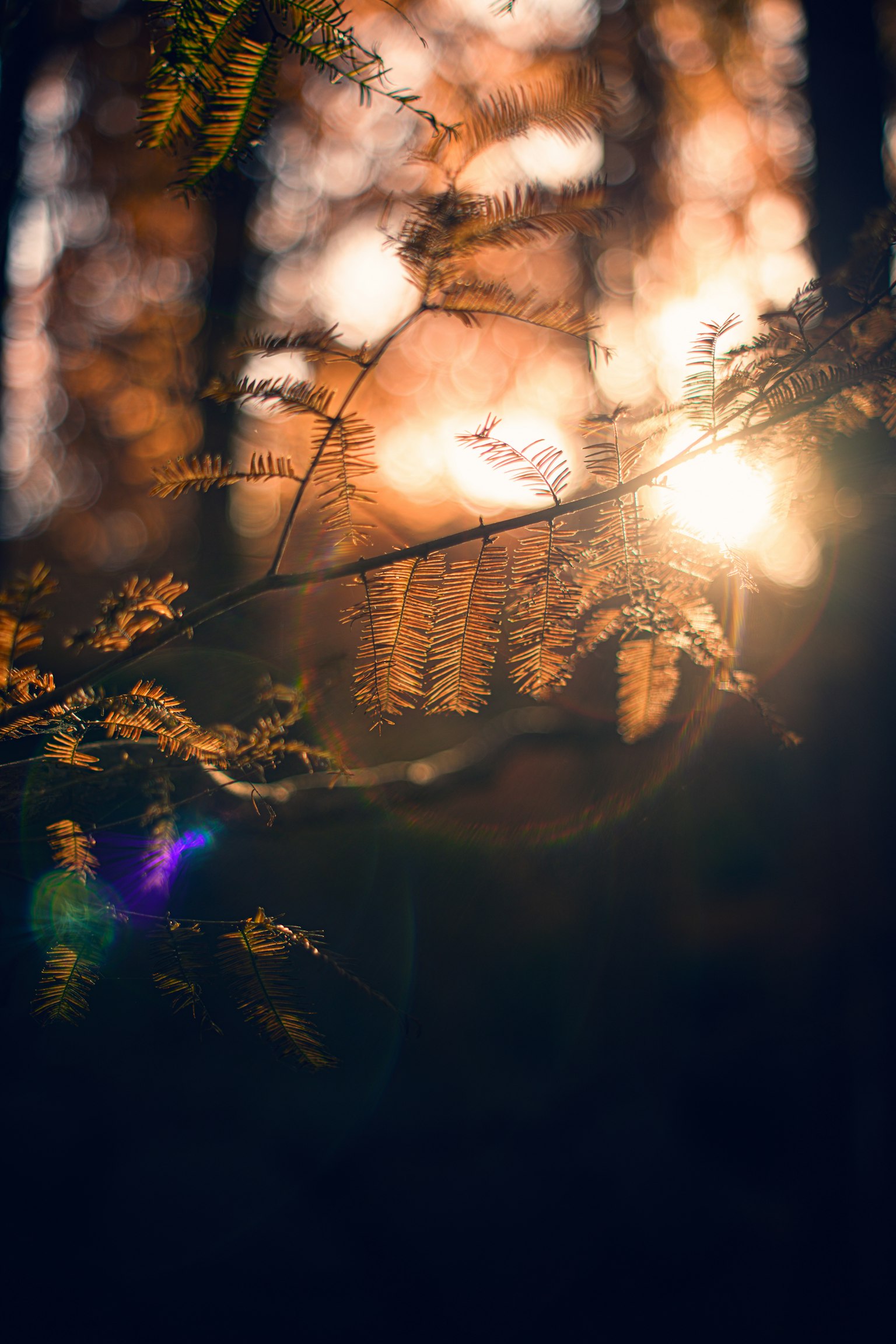 秋の森の中で光が差し込む様子と葉のディテール