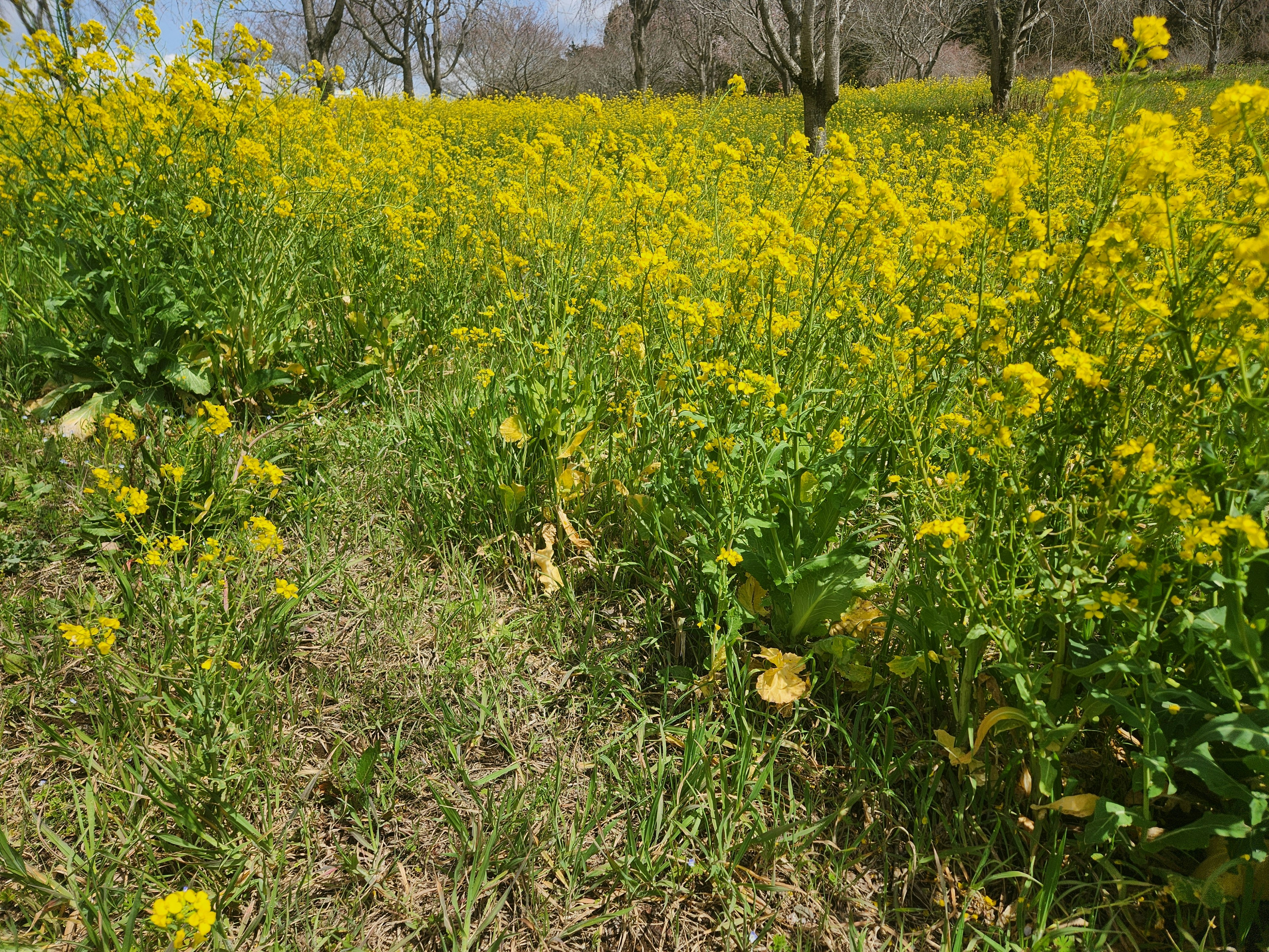 春の菜の花畑が広がる里山の景色