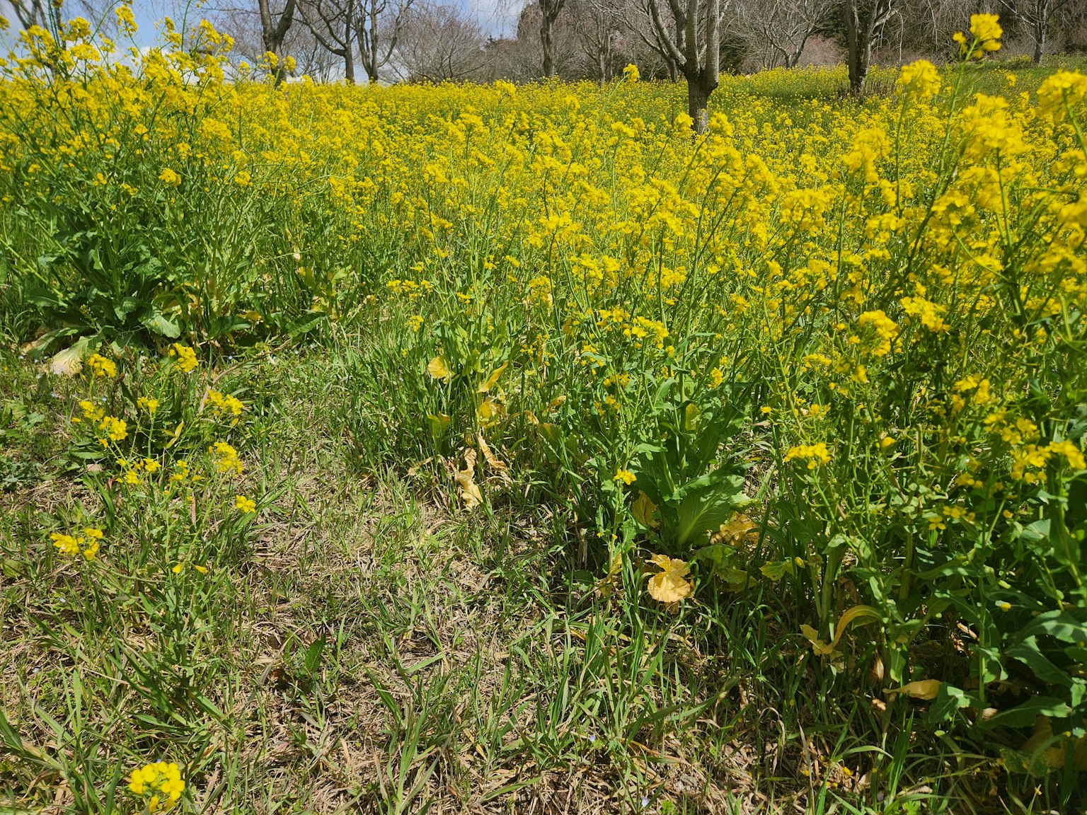 Un campo vibrante lleno de flores amarillas y hierba verde