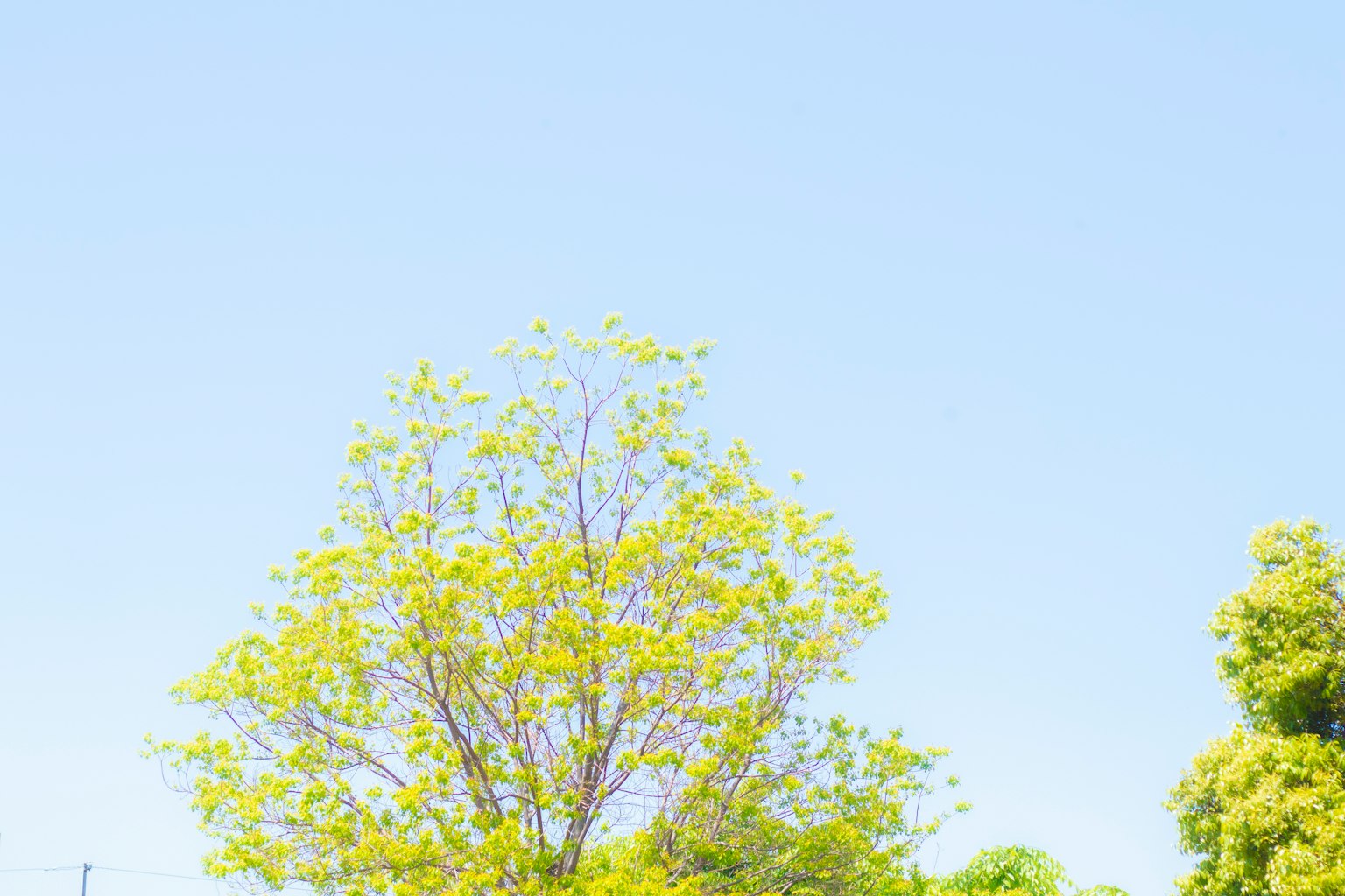 Un gran árbol con hojas verdes bajo un cielo azul