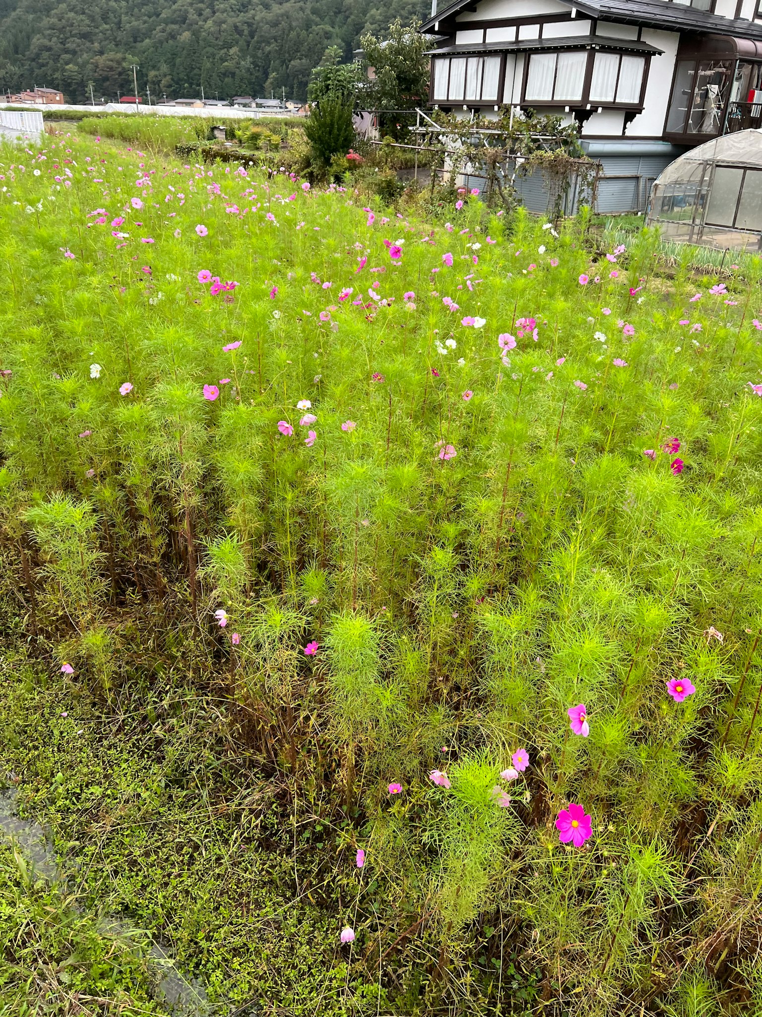 Cosmos flowers blooming in a green field with a traditional Japanese house in the background