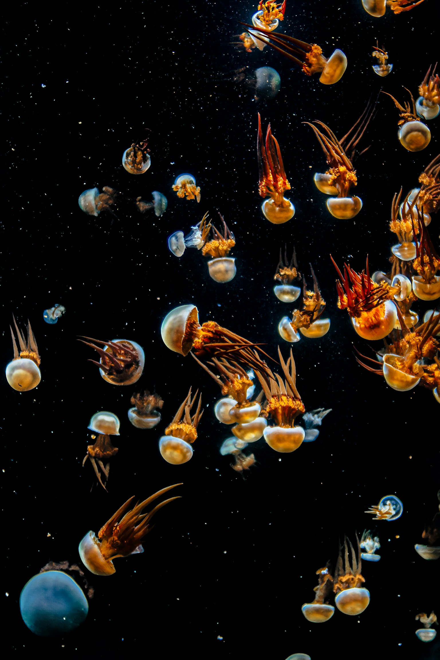 Numerous jellyfish swimming against a black background