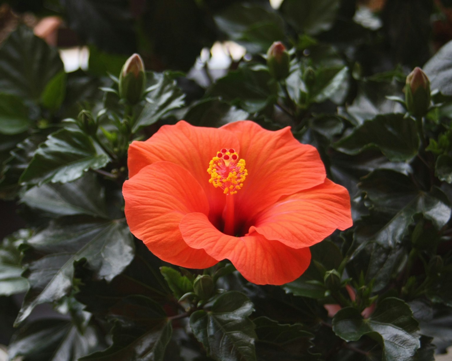 鲜艳的橙色芙蓉花盛开在绿色叶子之间