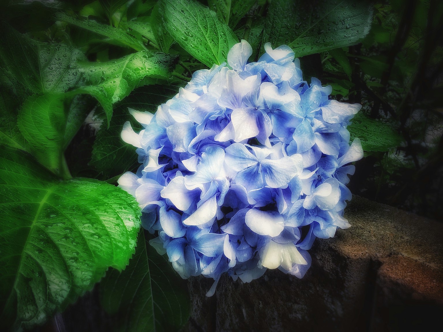 Blaue Hortensienblüte mit grünen Blättern