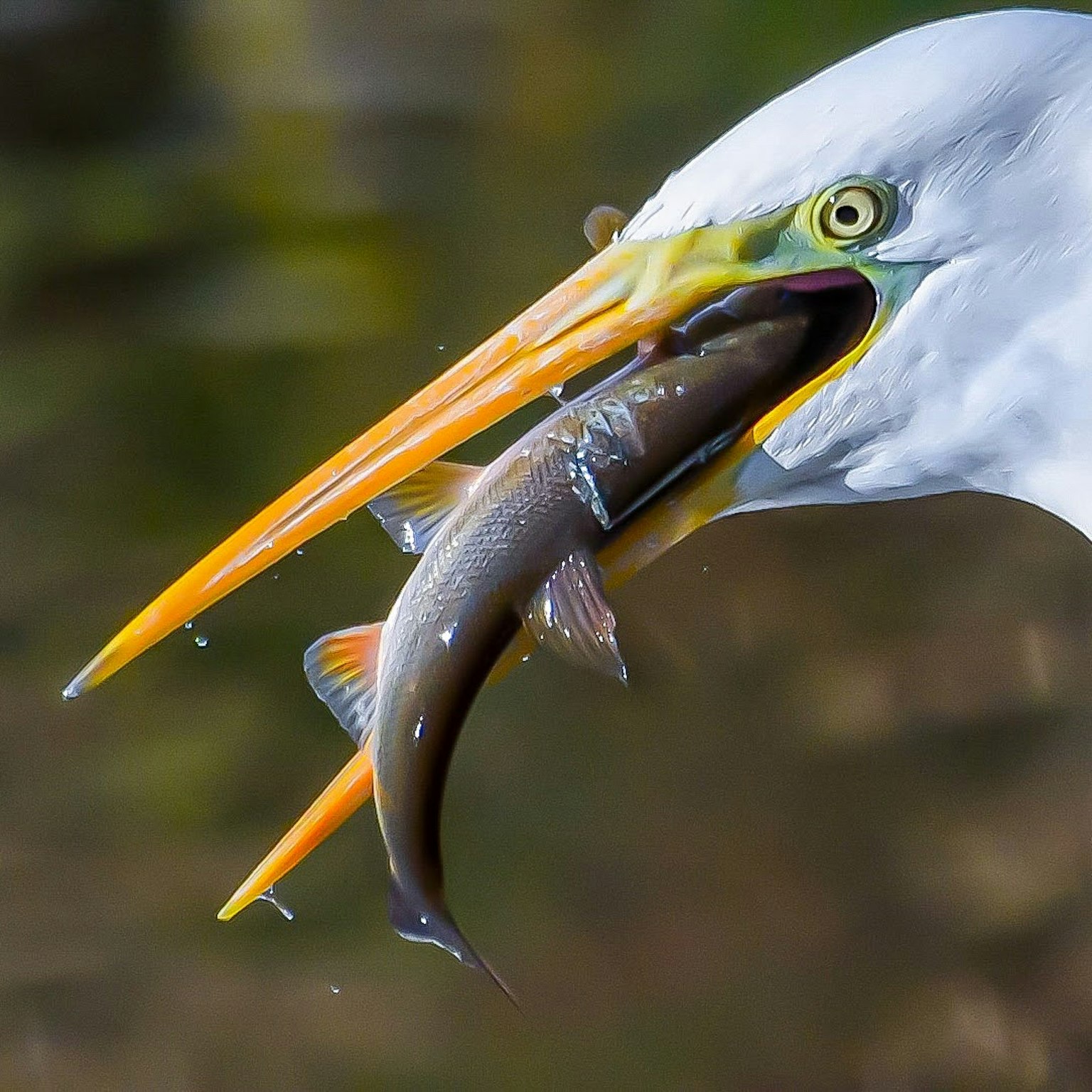 Gros plan d'un héron attrapant un poisson