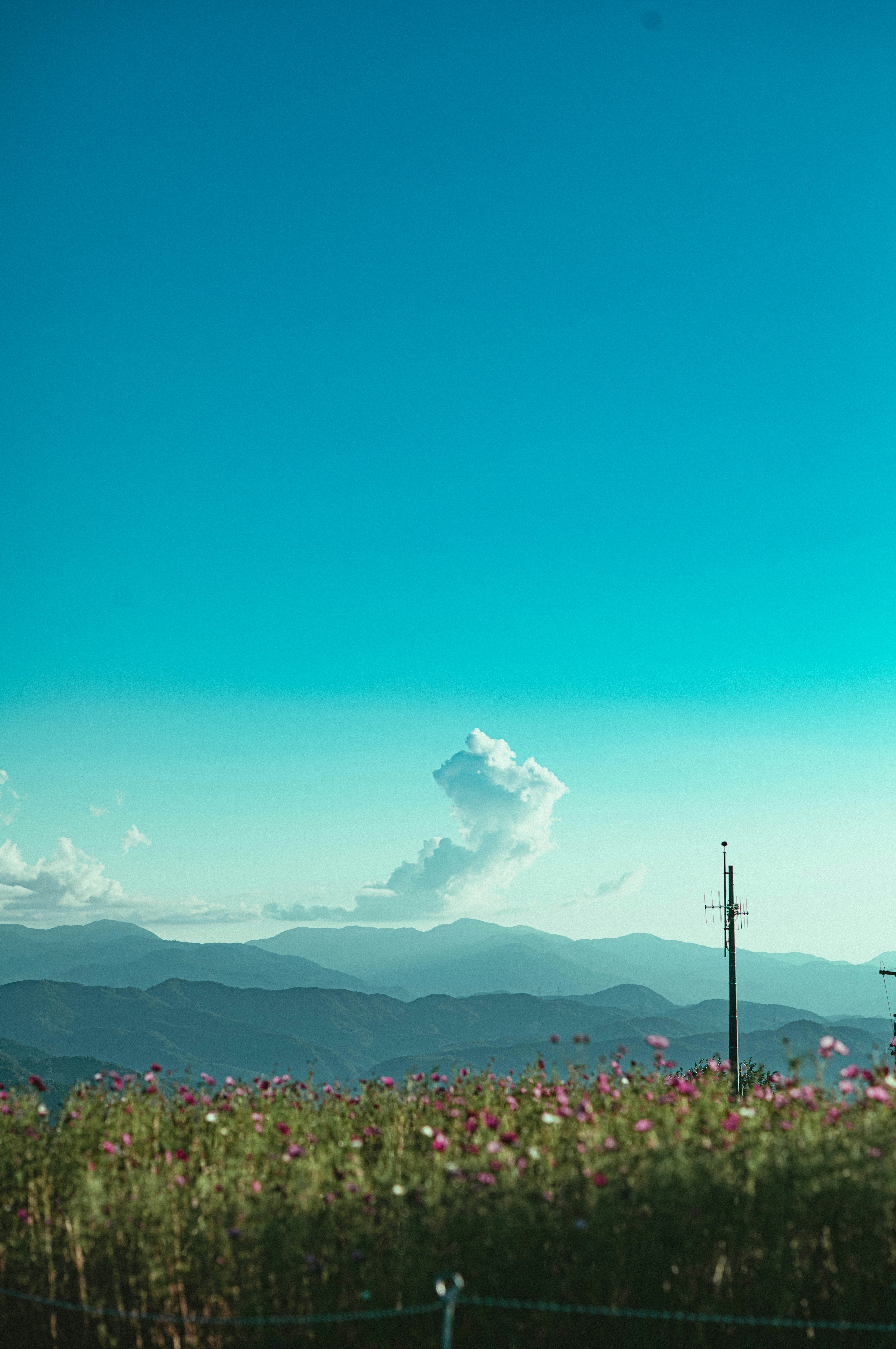 花畑の向こうに広がる山並みと青空