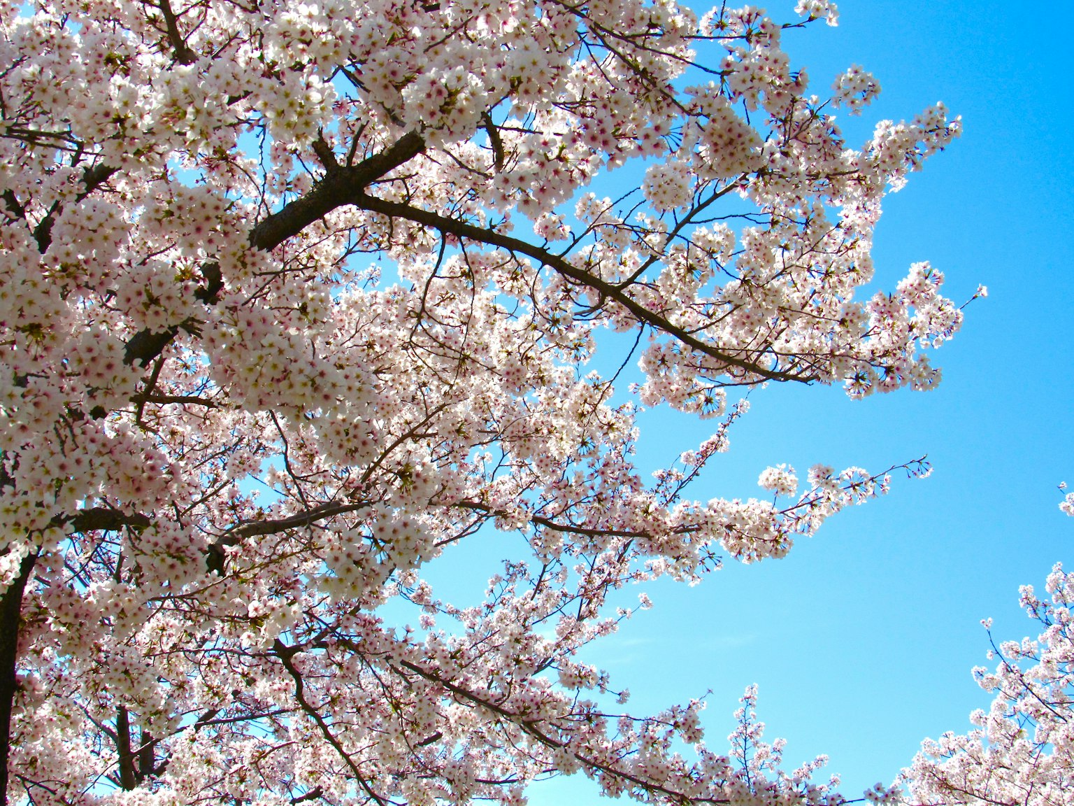 Branches de cerisier avec des fleurs roses sous un ciel bleu