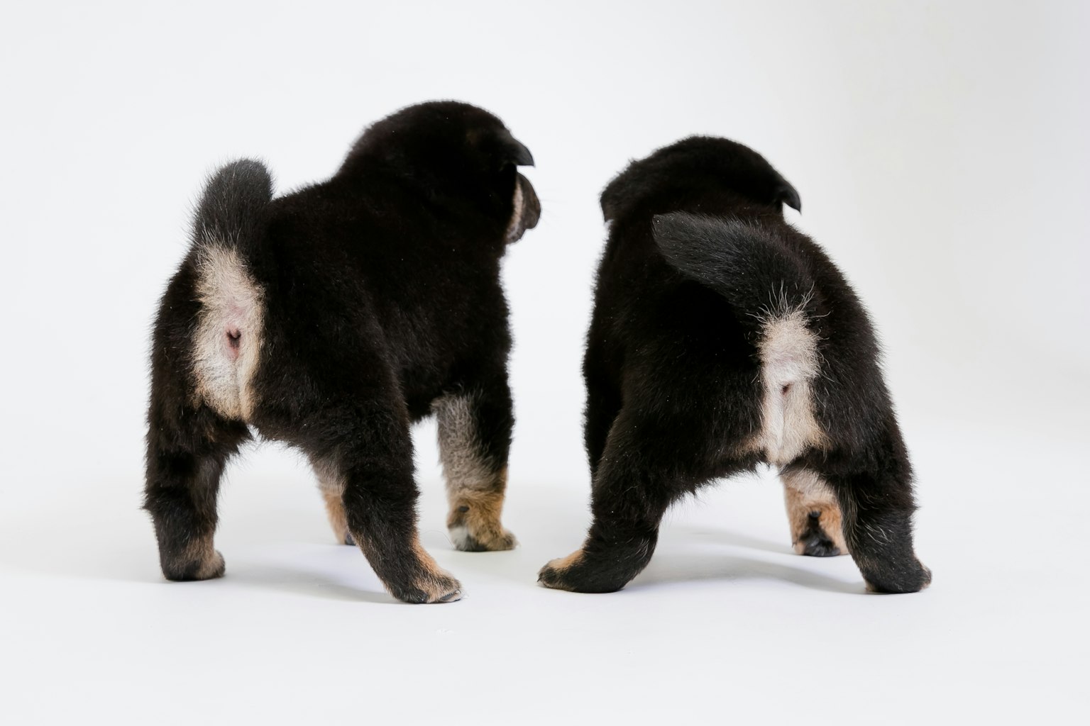Dos perros negros vistos desde atrás con parches de pelo blanco visibles