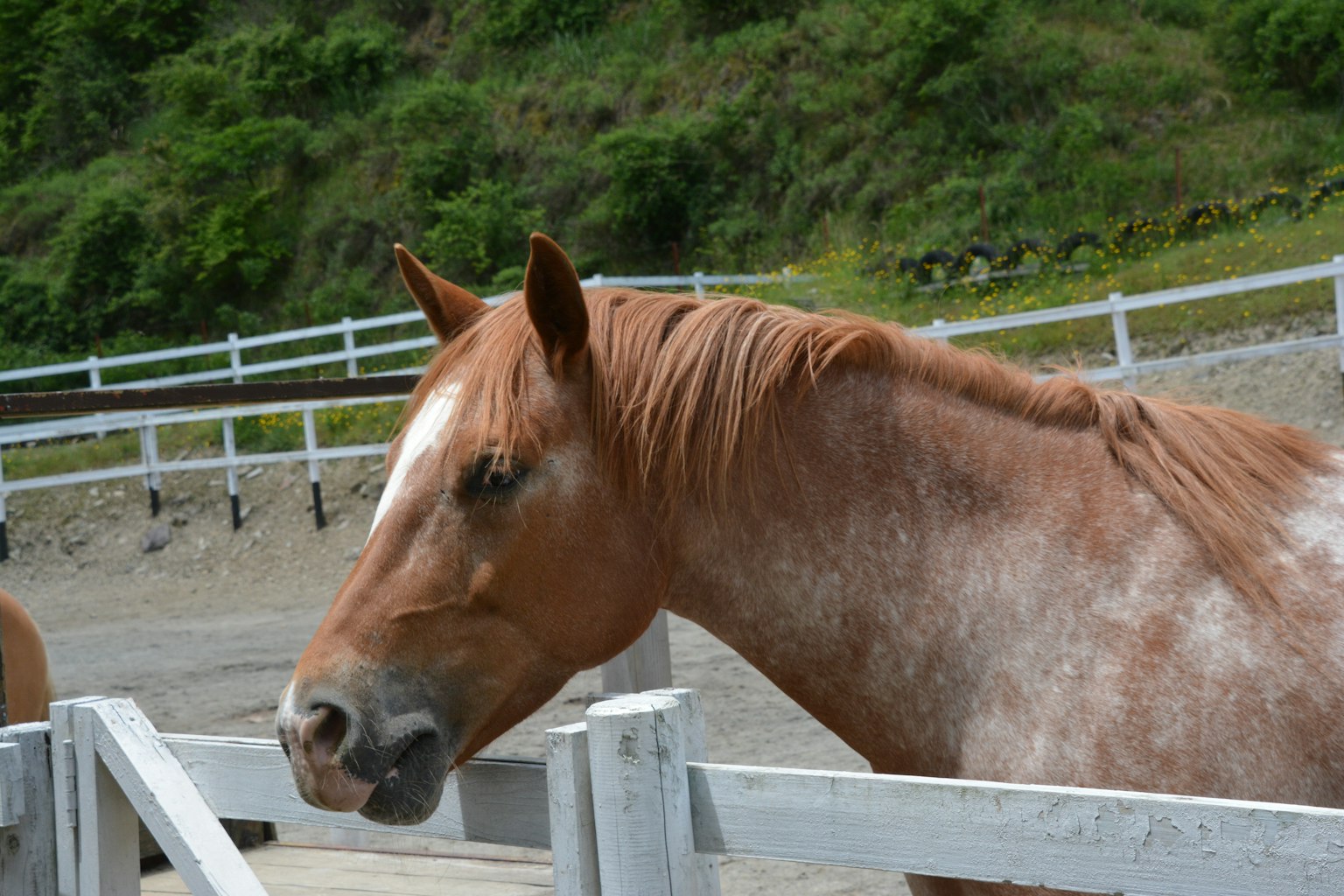 Un cavallo marrone che si trova vicino a una recinzione con colline verdi sullo sfondo