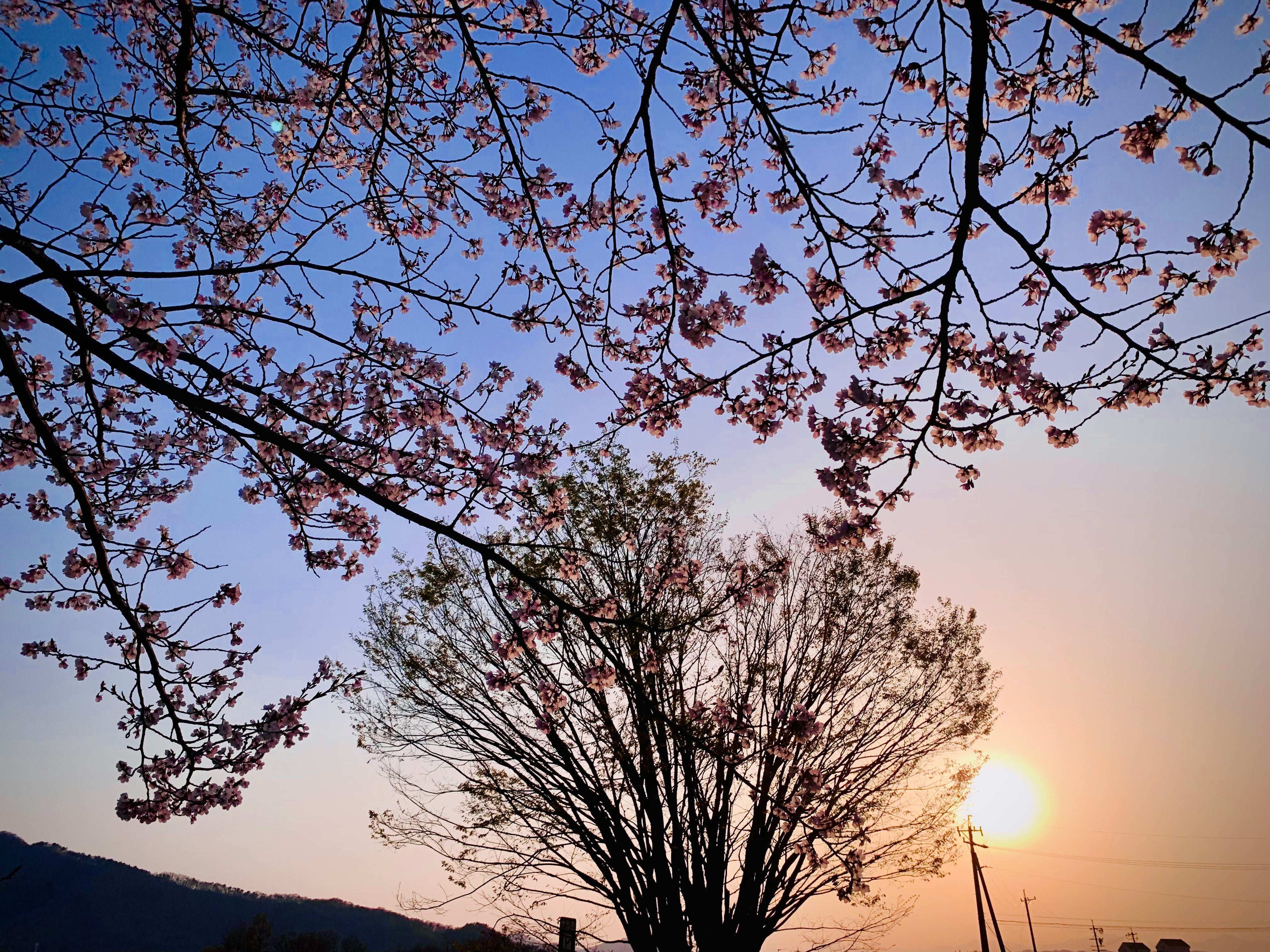 夕暮れの空に桜の枝と山並み
