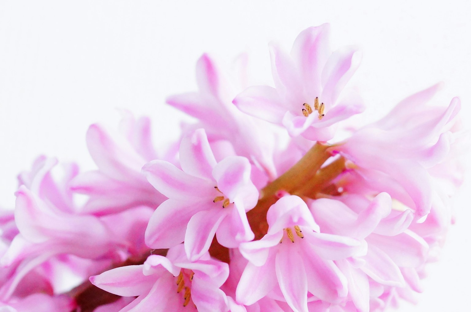 Raggruppamento di fiori di giacinto rosa chiaro