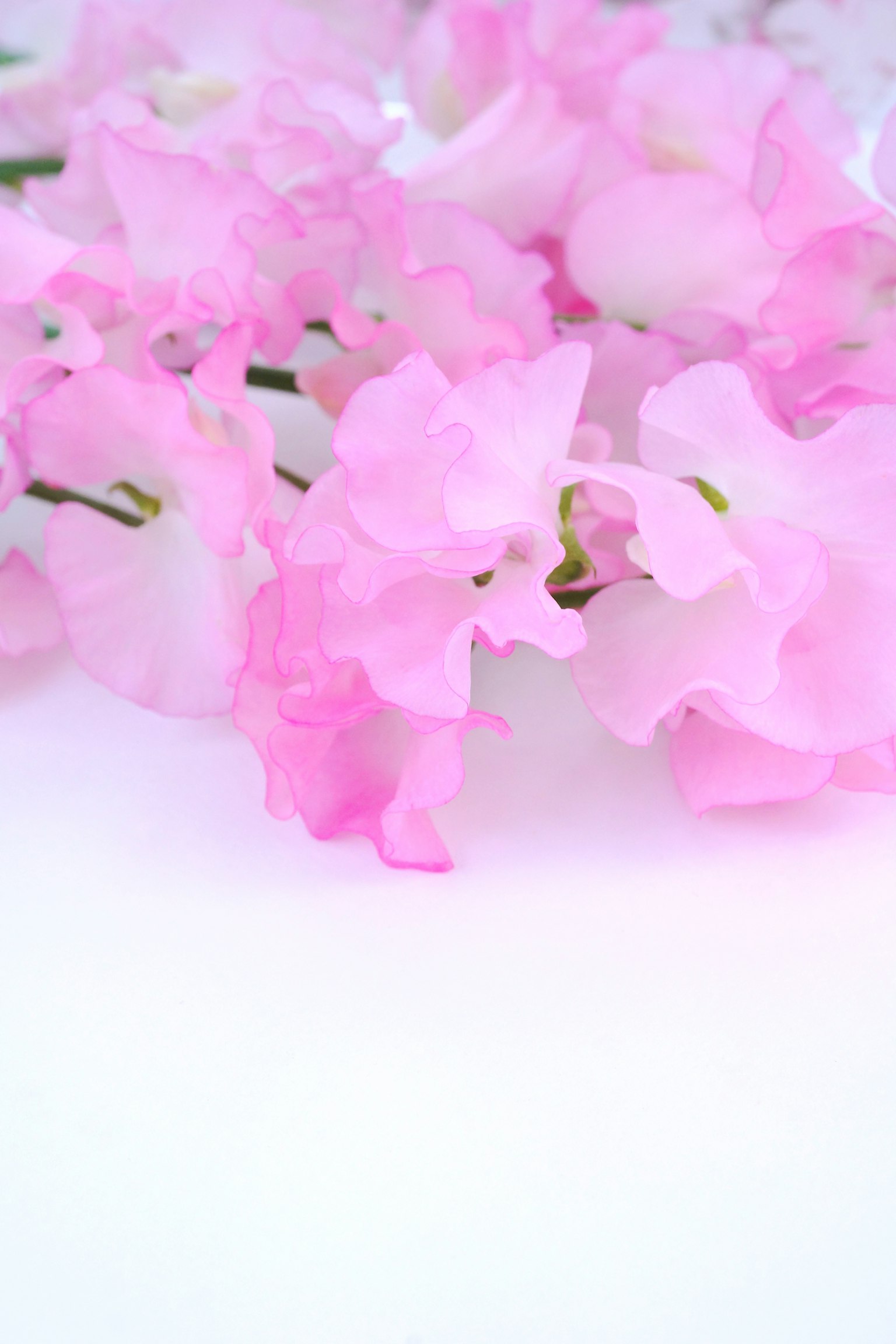 Primo piano di delicati petali di fiori rosa disposti in modo elegante