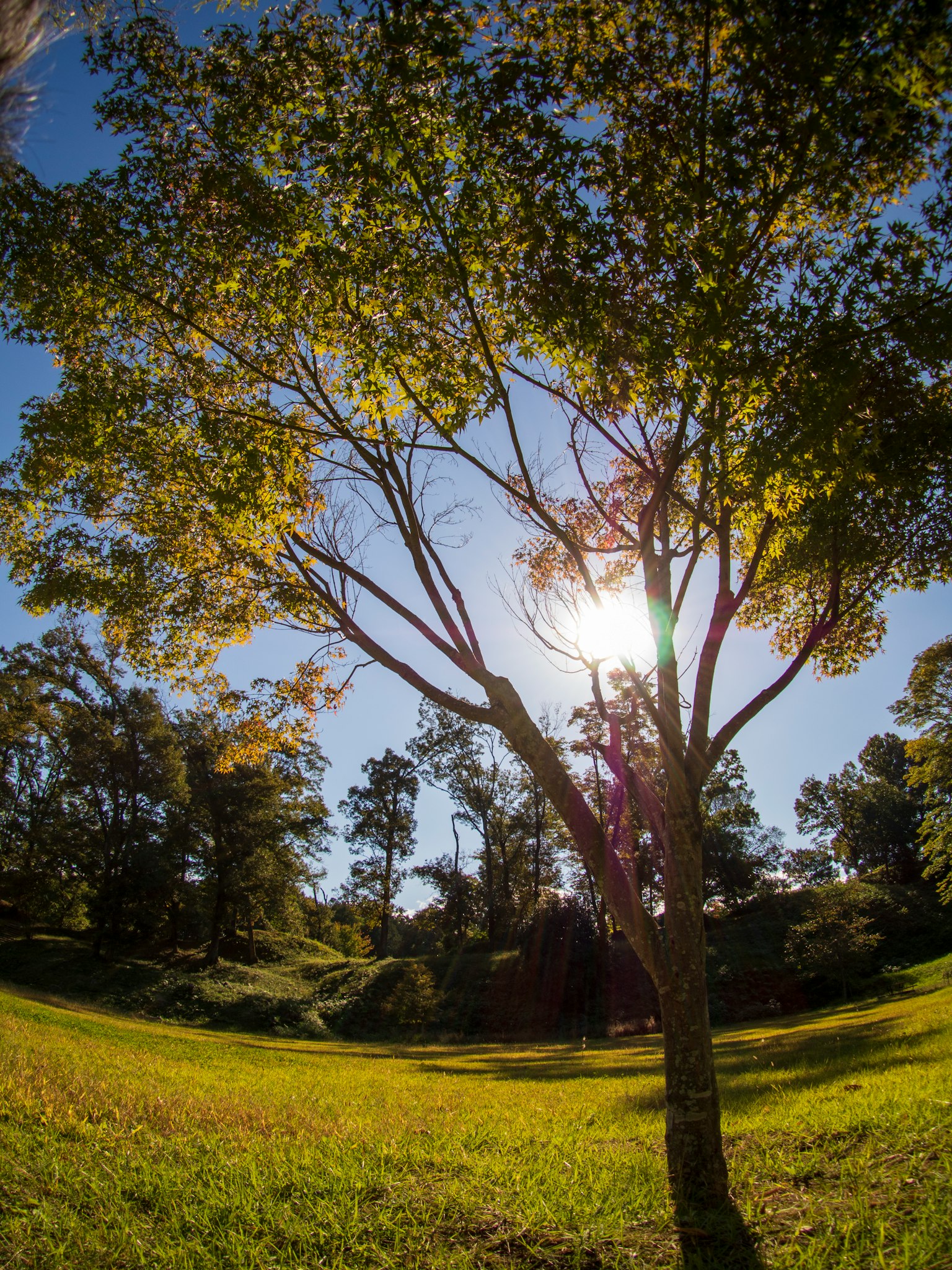 Un árbol vibrante bajo un cielo azul claro con luz solar brillando