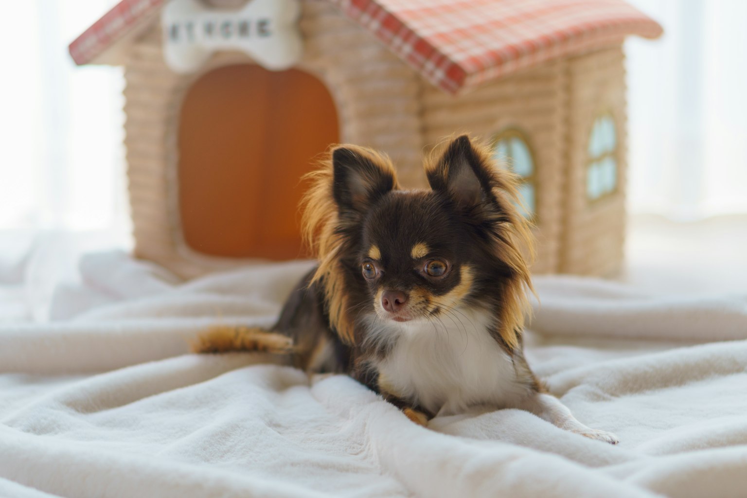 Un piccolo Chihuahua seduto su una morbida coperta davanti a una cuccia
