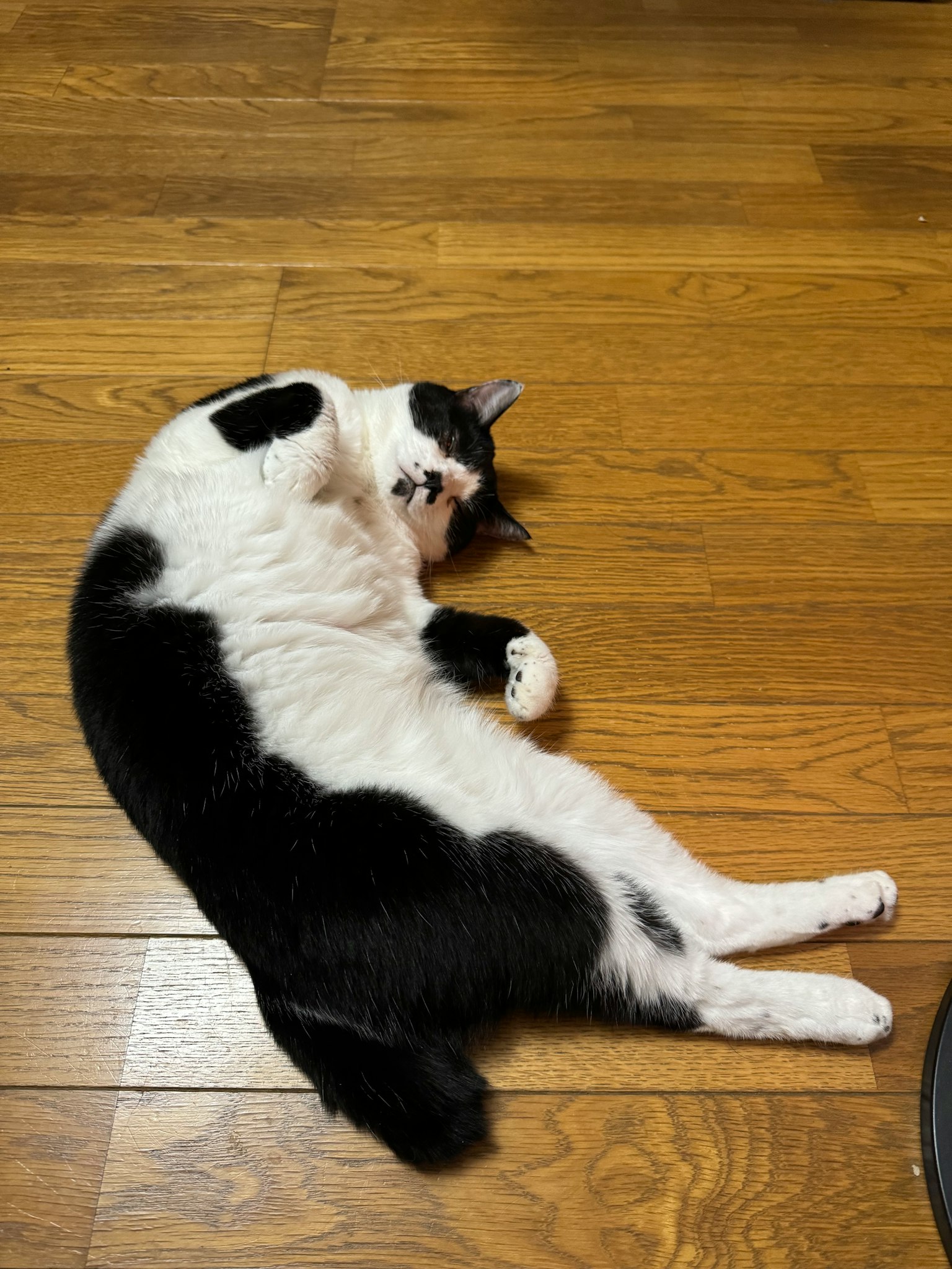 Schwarz-weiße Katze liegt auf der Seite