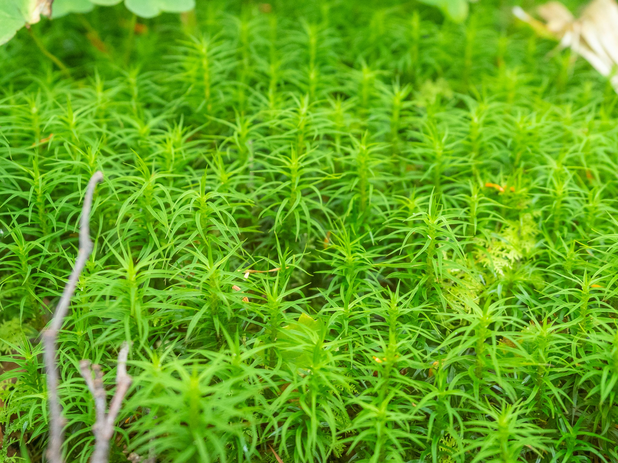 鮮やかな苔のような芝生の群生