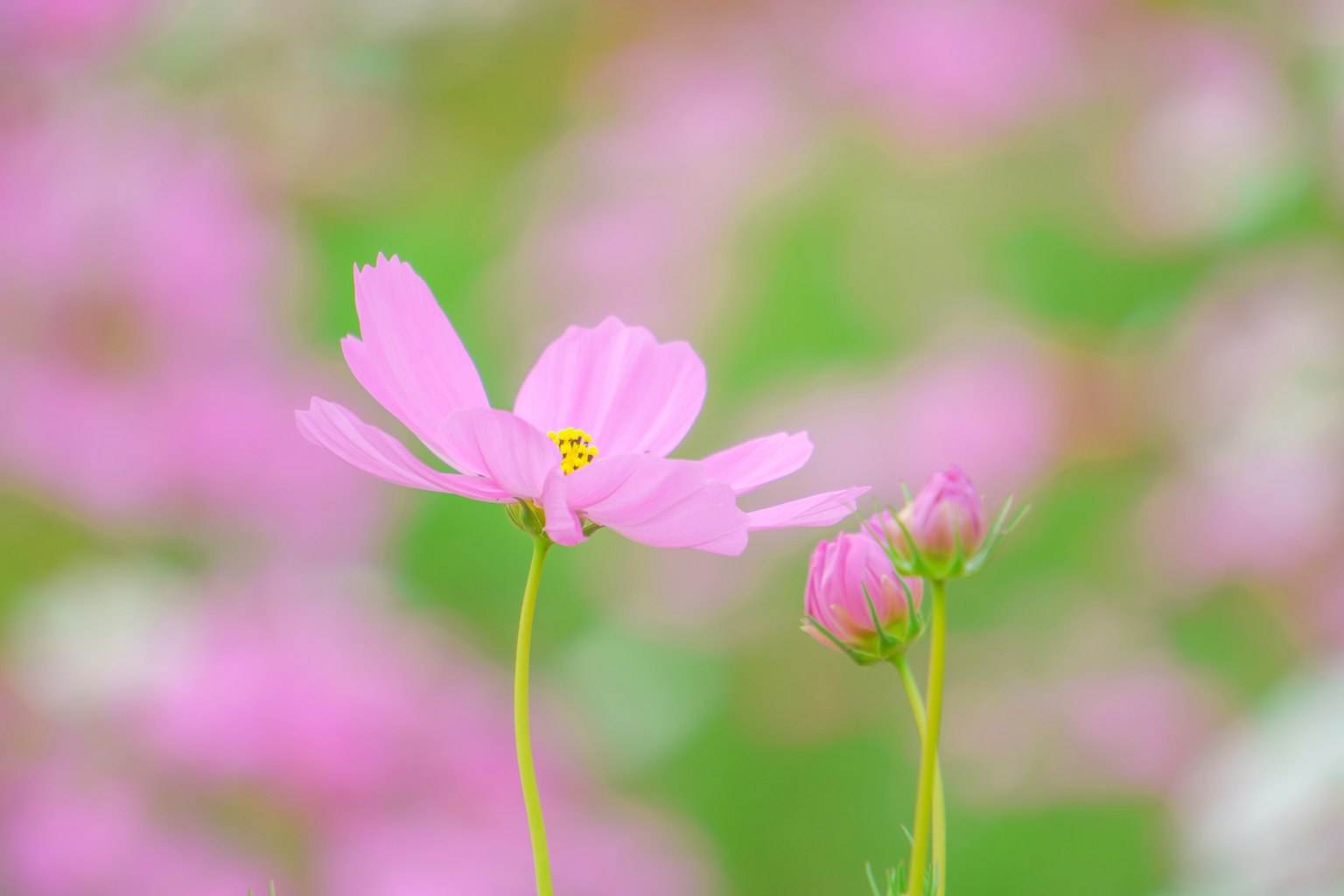 Fleur rose délicate et bouton sur fond vert