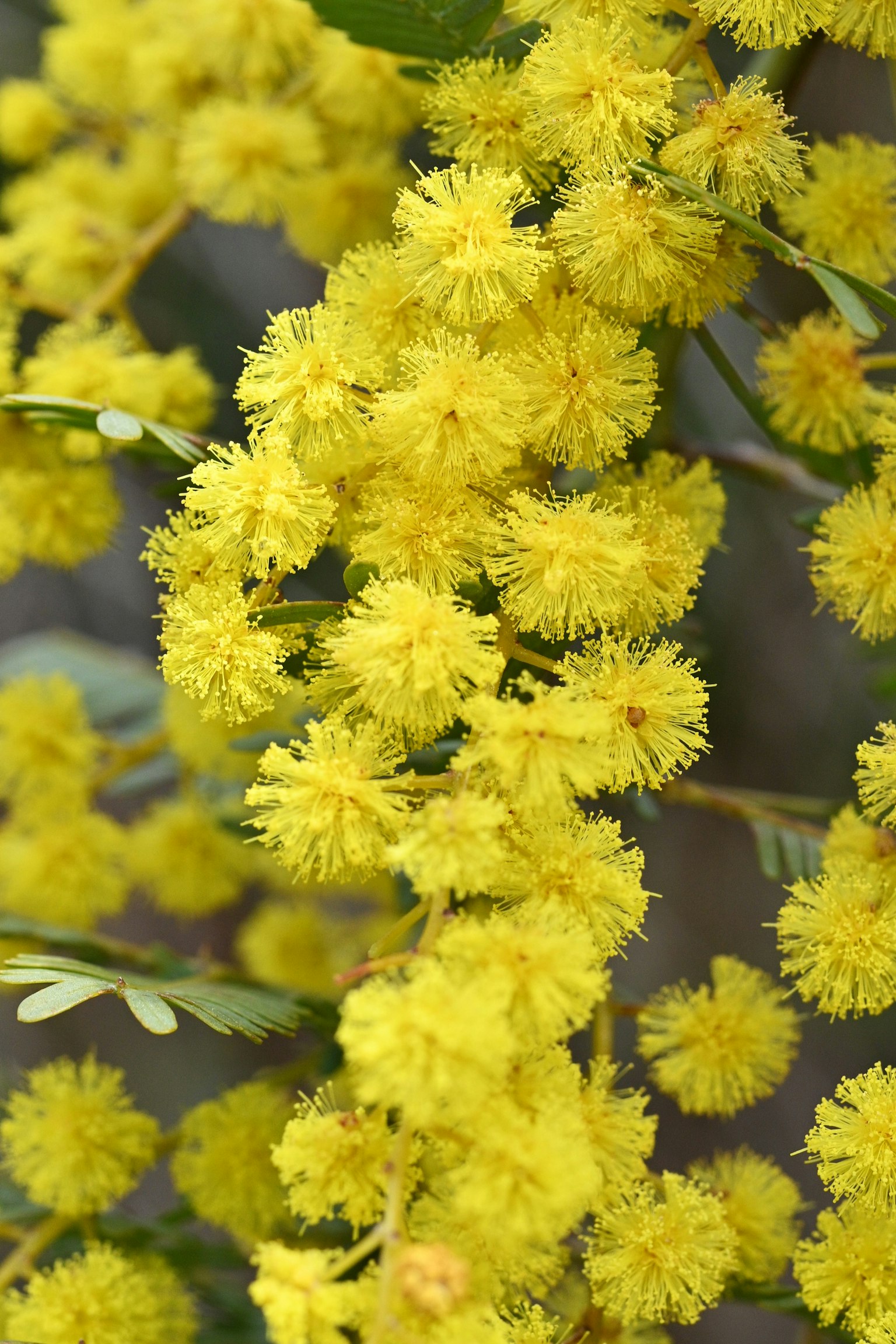 Fioriture di mimosa gialla vibrante in piena fioritura