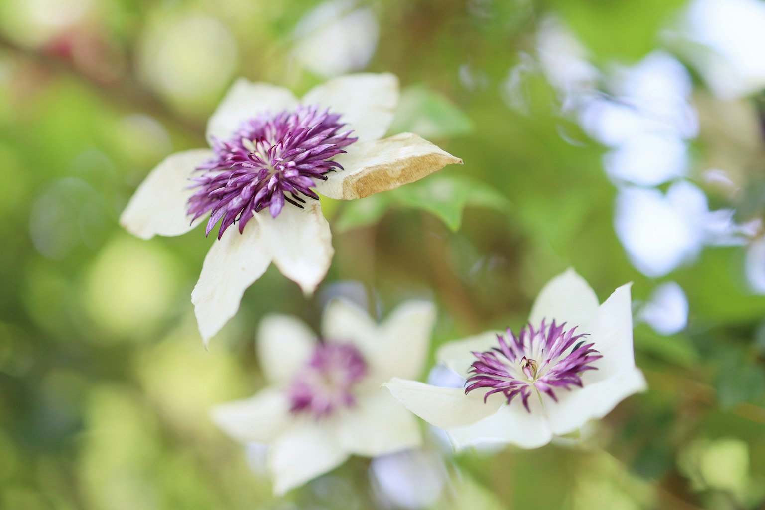 Flores con pétalos blancos y centros morados floreciendo contra un fondo verde