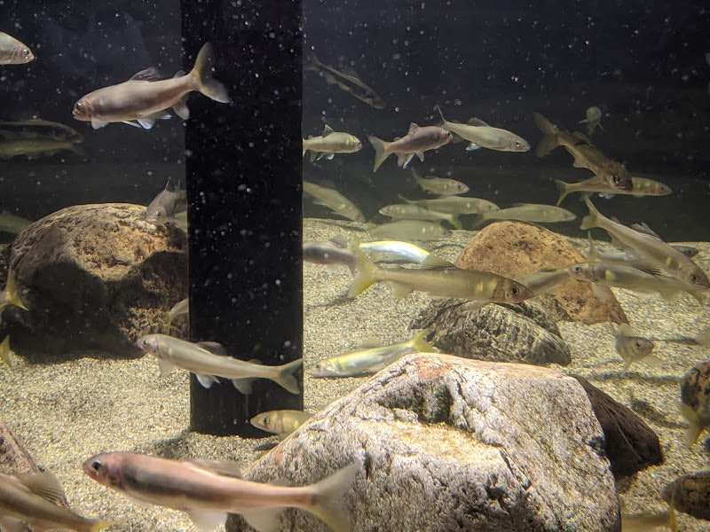 escena de acuario con peces nadando entre rocas