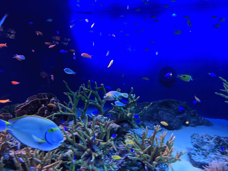 青い水槽で泳ぐ熱帯魚とサンゴ礁の水中景観