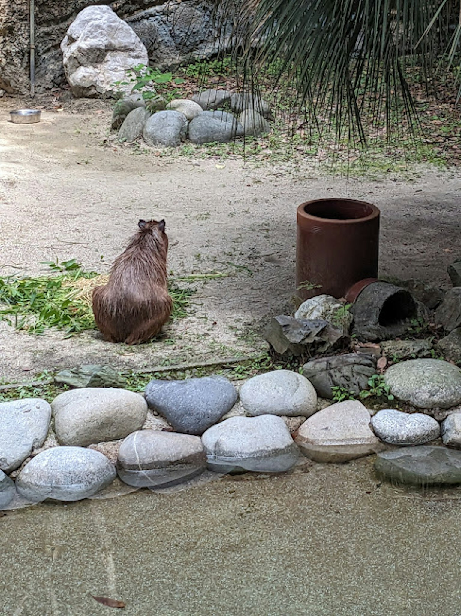 Capibara seduto vicino a un piccolo stagno con sassi