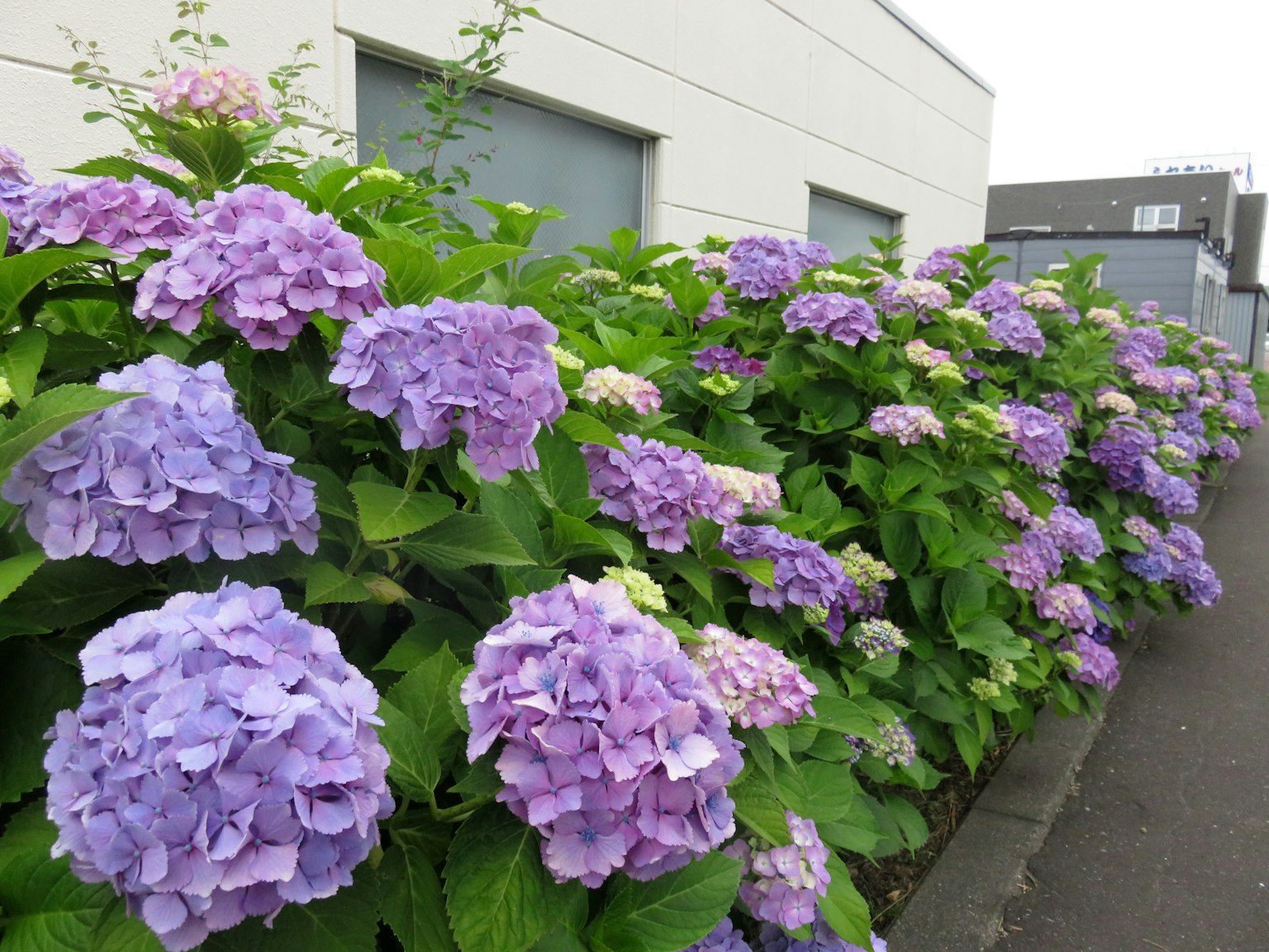 Deretan bunga hydrangea ungu yang mekar di samping bangunan putih