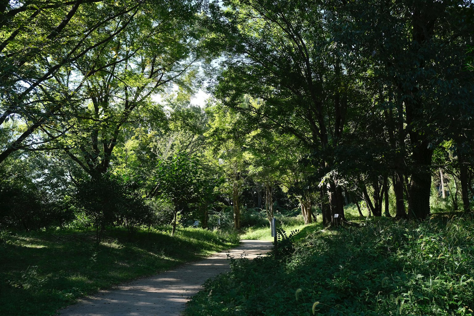 Malerscher Weg durch einen üppigen Wald mit Sonnenlicht, das durch die Bäume filtert