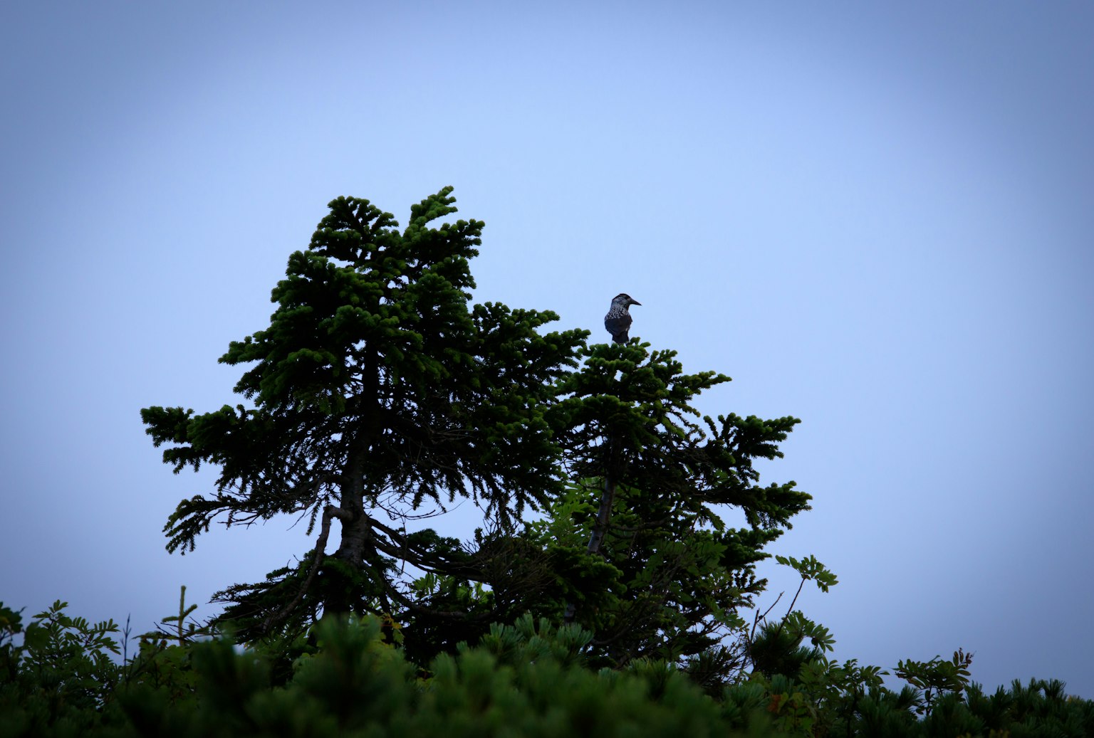 Vogel auf einem großen Baum vor einem blauen Himmel