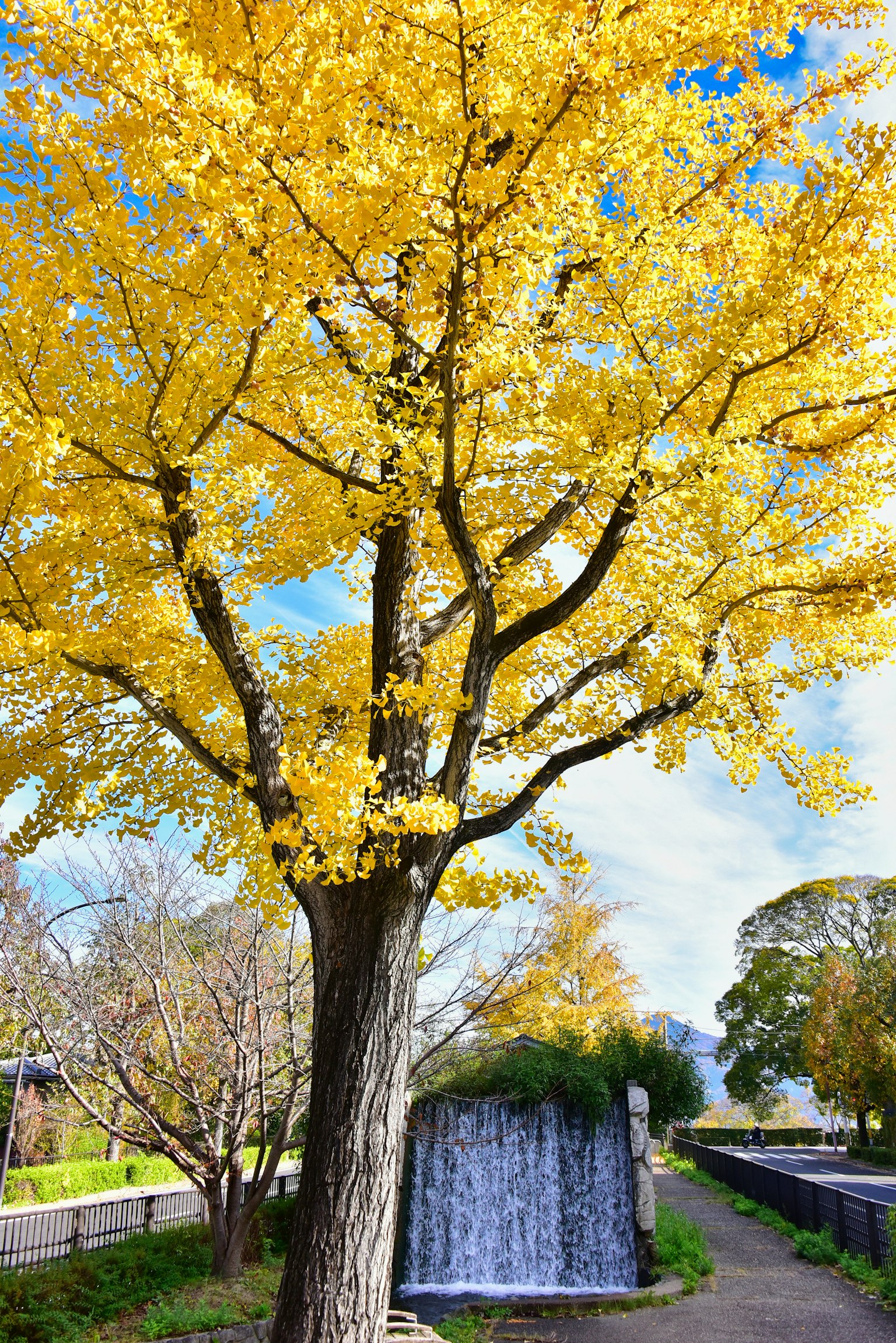 美しい黄色の葉を持つイチョウの木と小さな滝がある風景